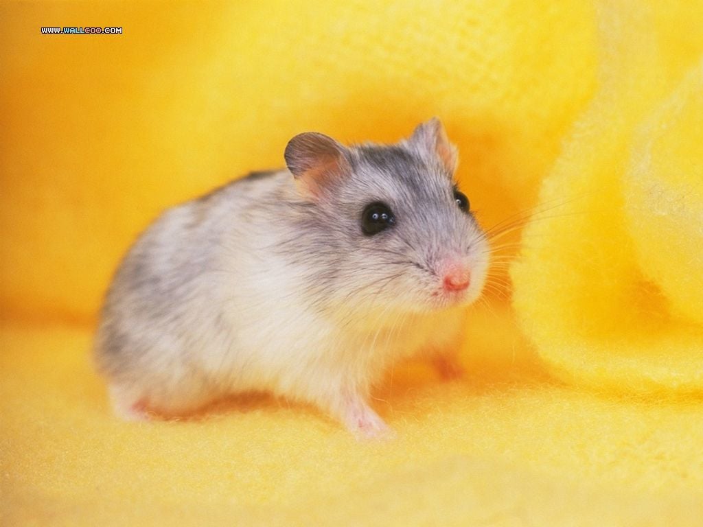 Loveable Little Creatures Pet Cute Hamsters Wallpaper & Background Download