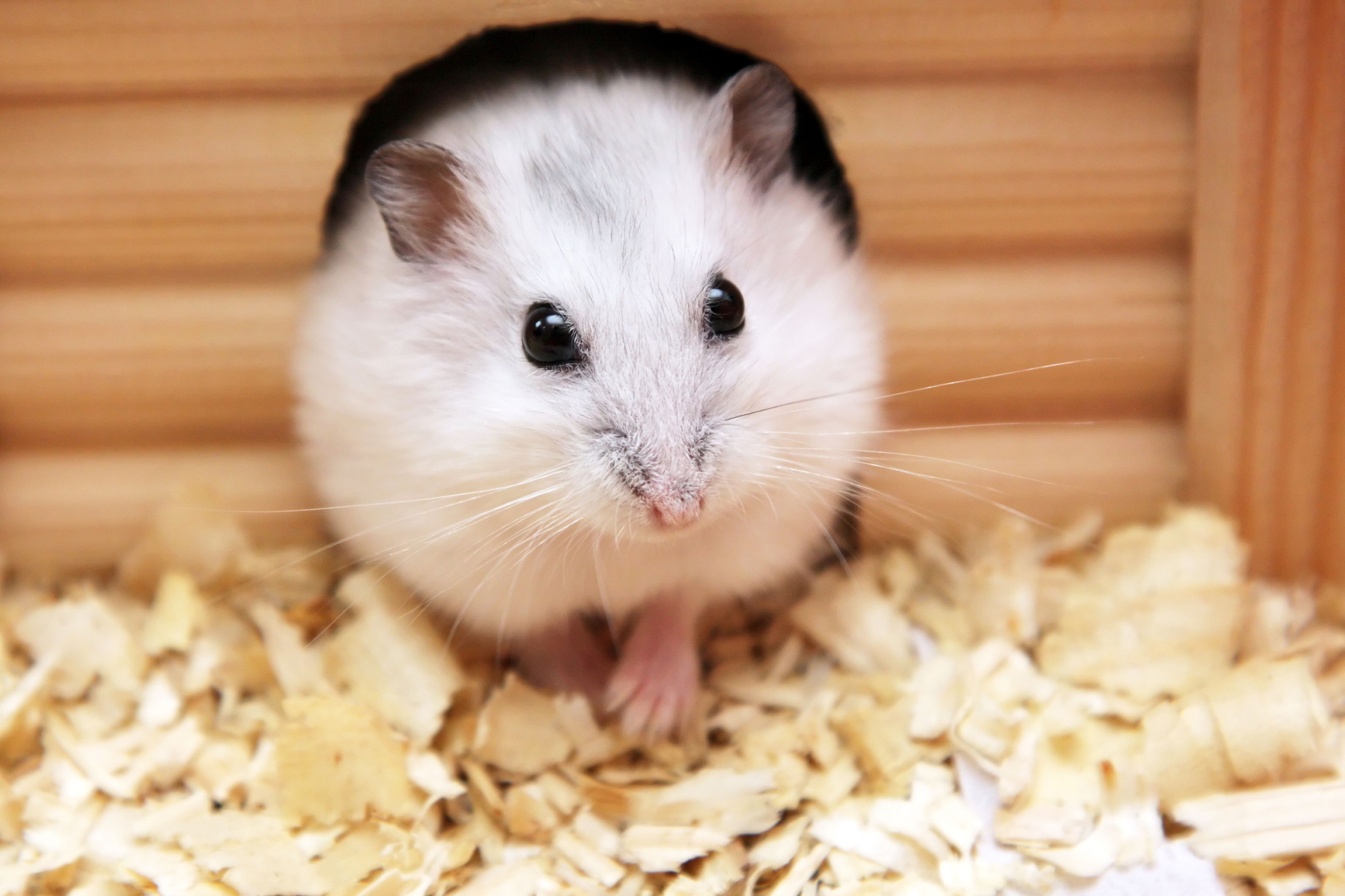 Cute Baby Hamster Picture: Desktop HD Wallpaper Free Image, Picture, Photo on DailyHDWallpaper.com