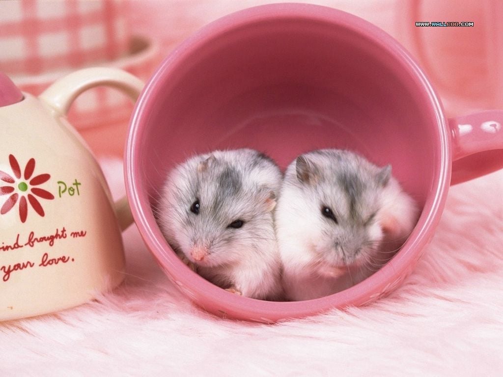 Okay Wallpaper: Cute Hamster Couple in