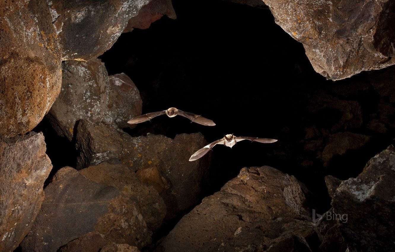 Wallpaper bat, cave, USA, Idaho, gray bat, big bat, Moon National Monument and Preserve image for desktop, section животные