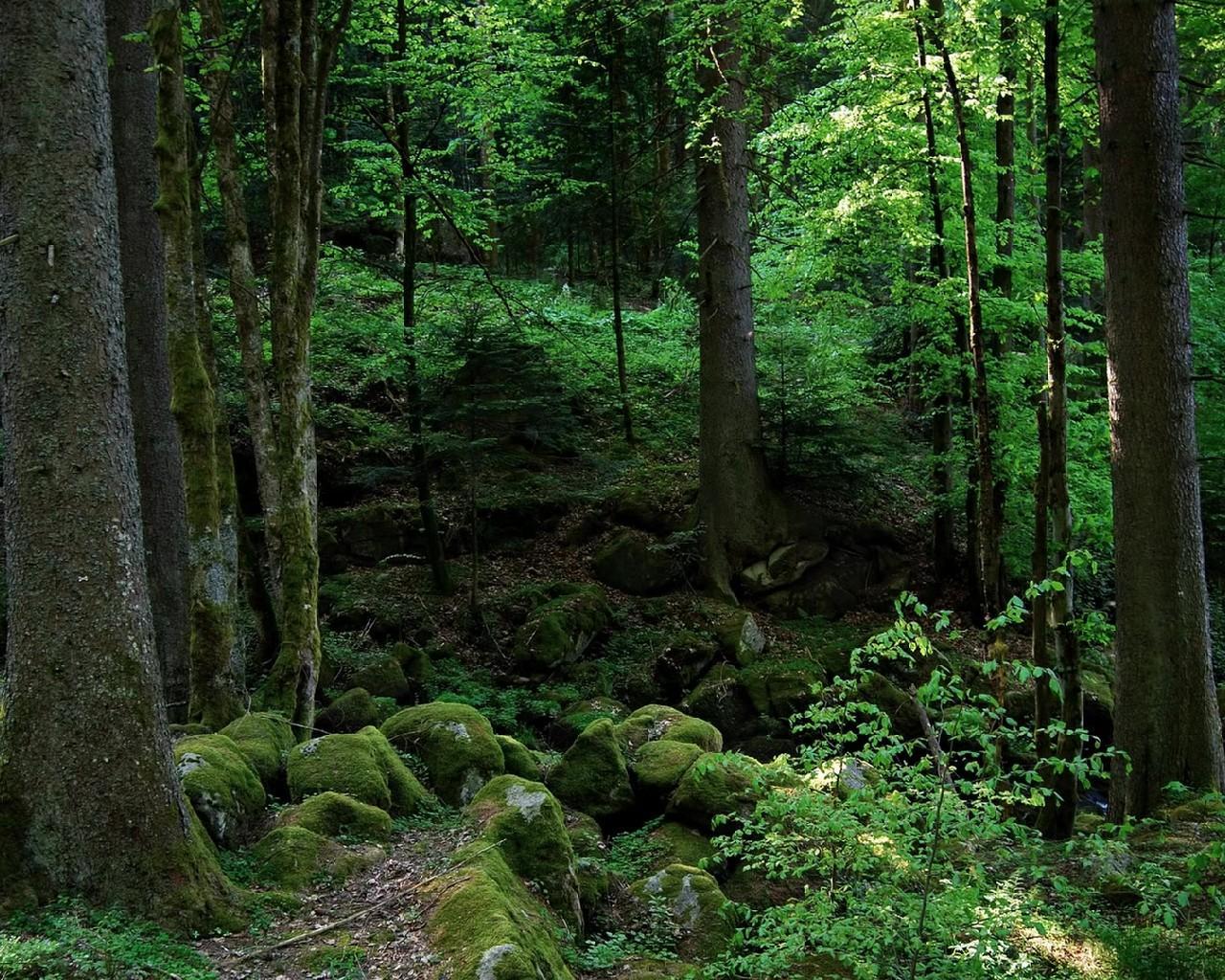 Немецкий лес