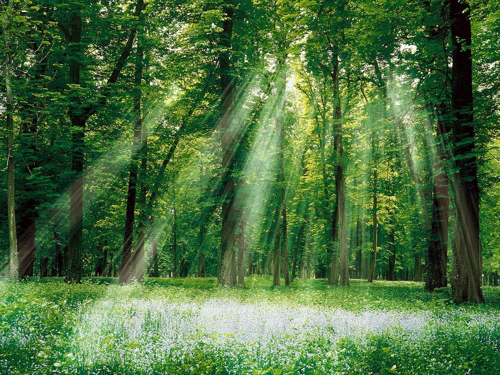 World Forestry Day 2014. Forestry Day. World Forest Day. Forests Image. Nature, Beautiful nature, Magical forest