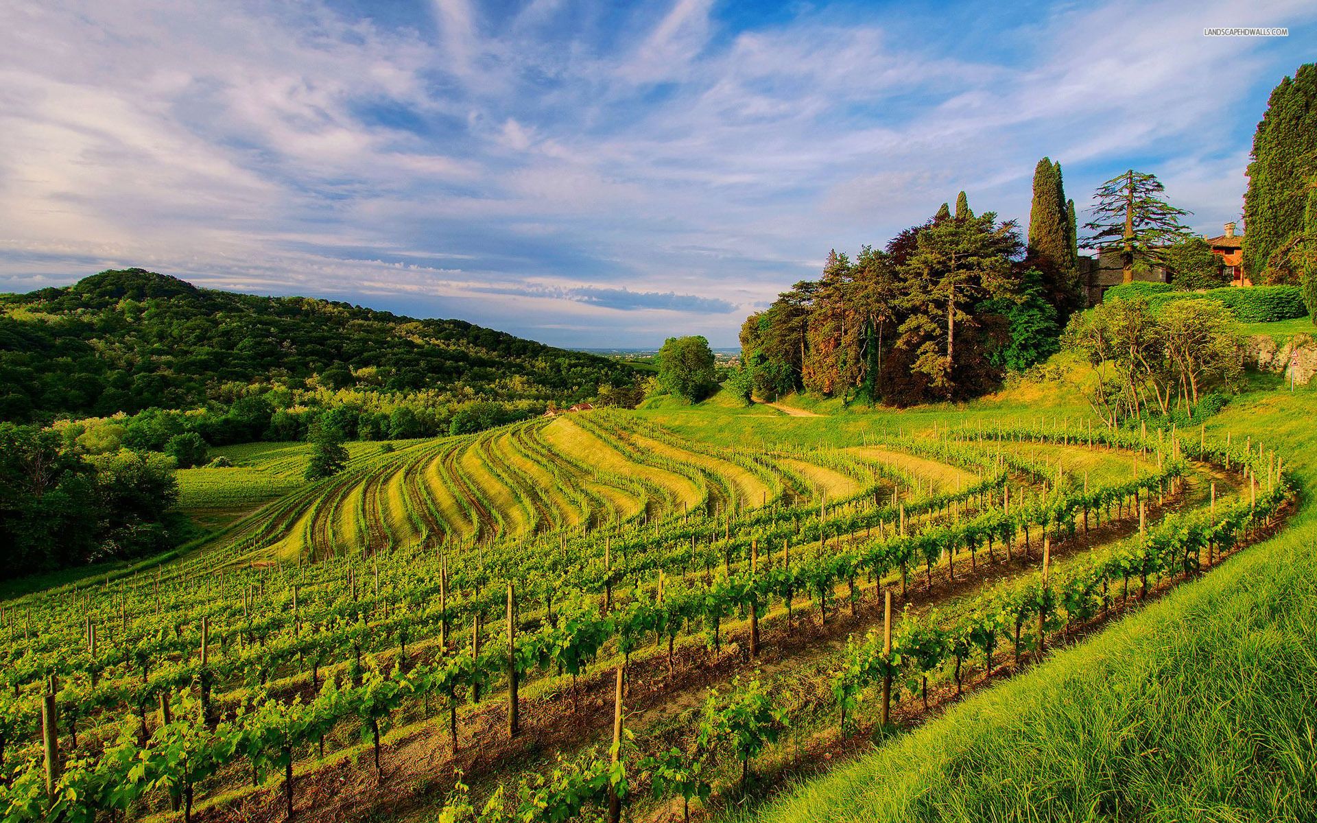 Widescreen Hdq Wallpaper Of Vineyard For Windows Pare Arunachal Pradesh Wallpaper & Background Download