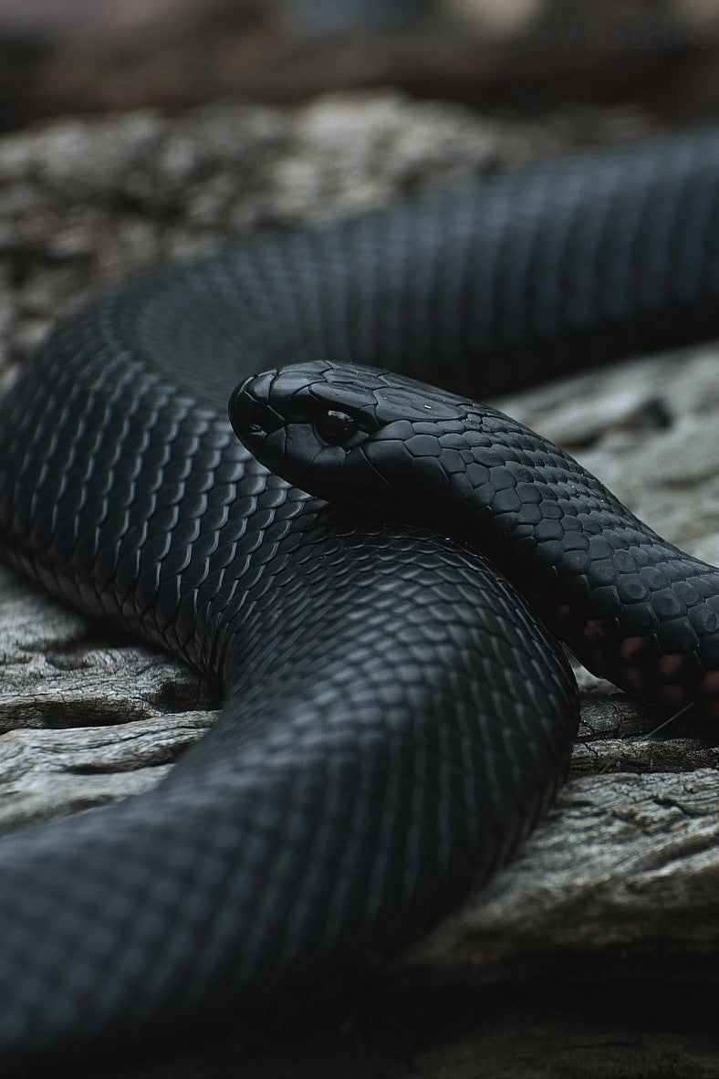 Eastern Indigo snake, natureismetal. Snake wallpaper, Mamba snake, Black mamba snake