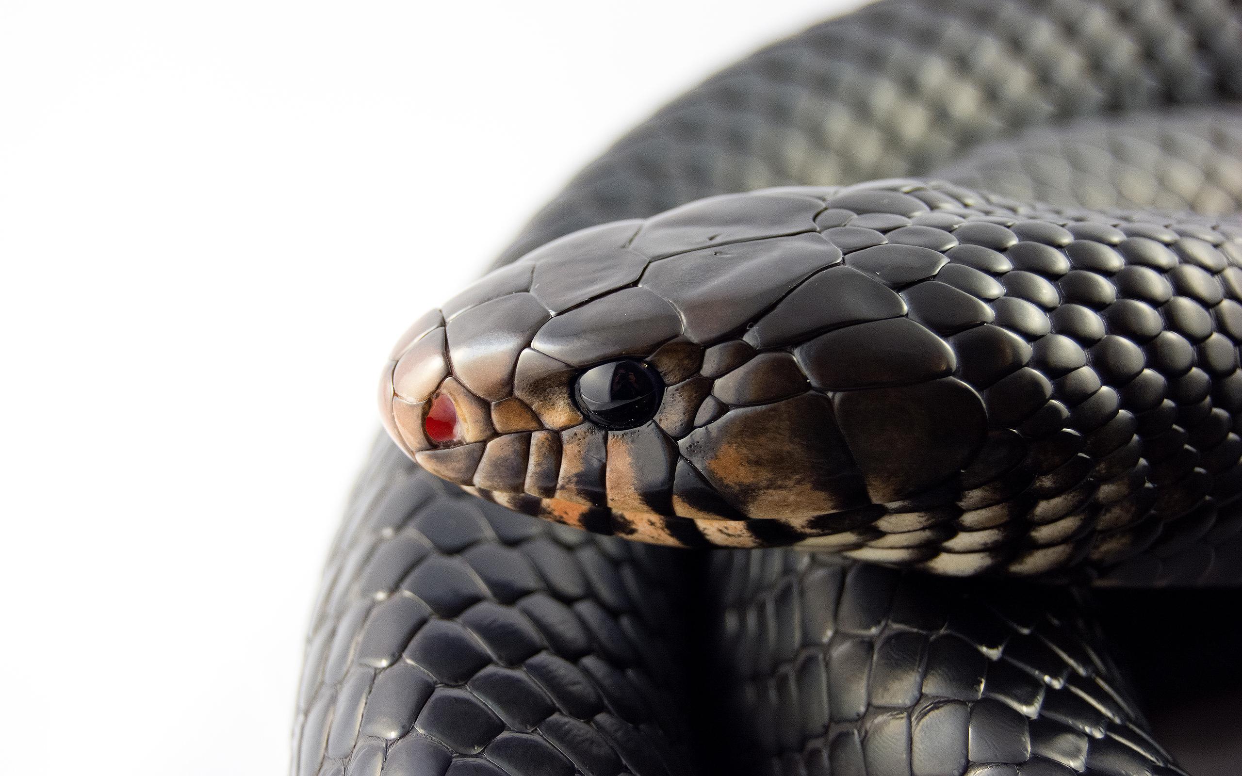 Snakes Wallpaper Picture HD Image Free Photo 4K for Android