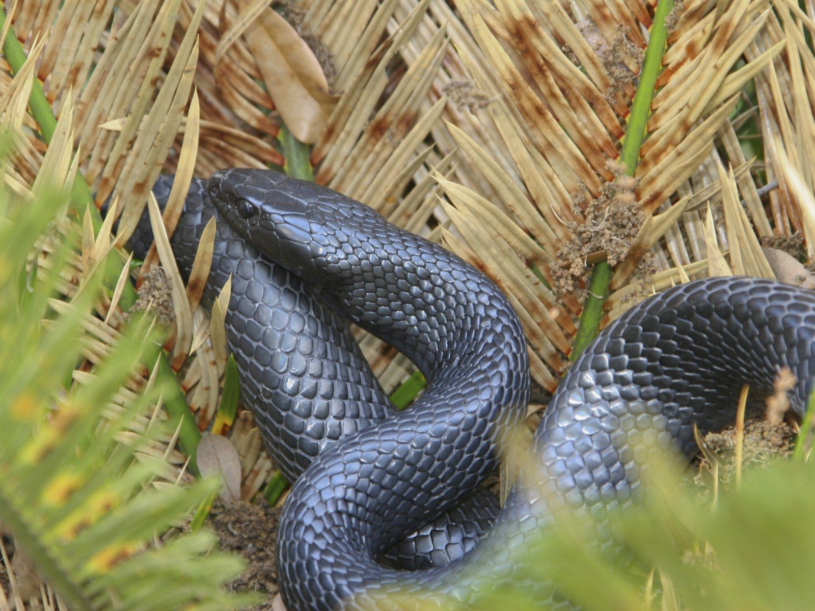 Longest Native North American Snake Has Reproduced in the Wild in Alabama for First Time Since 1950s