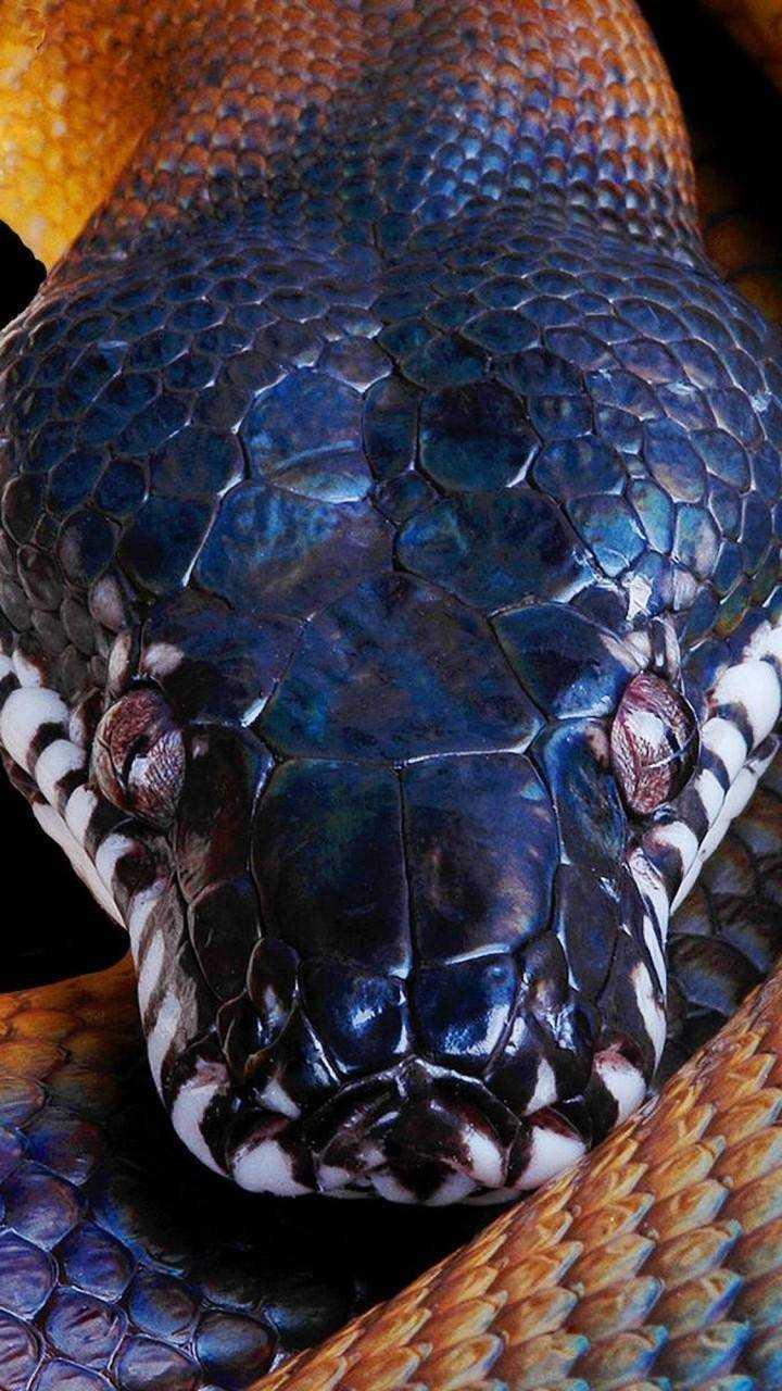 Snake Wallpaper for Android