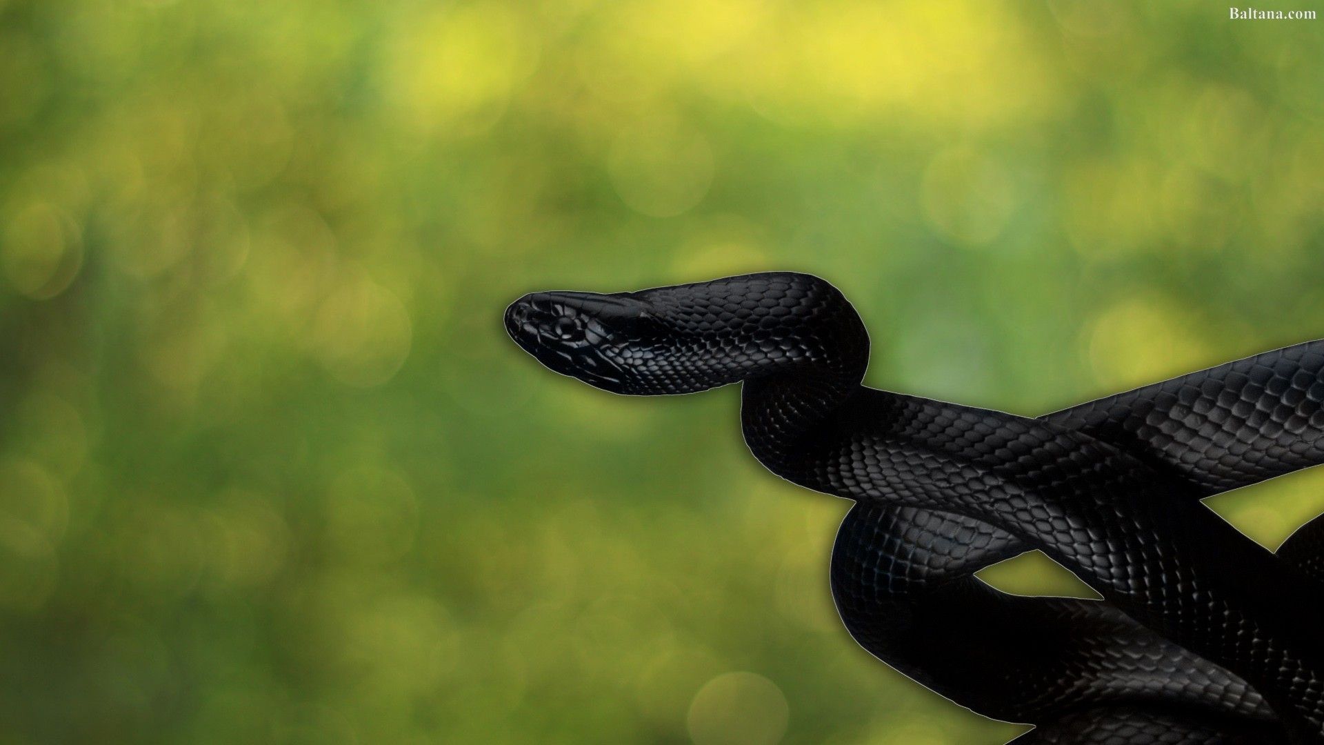 Snake Widescreen Wallpaper 31897