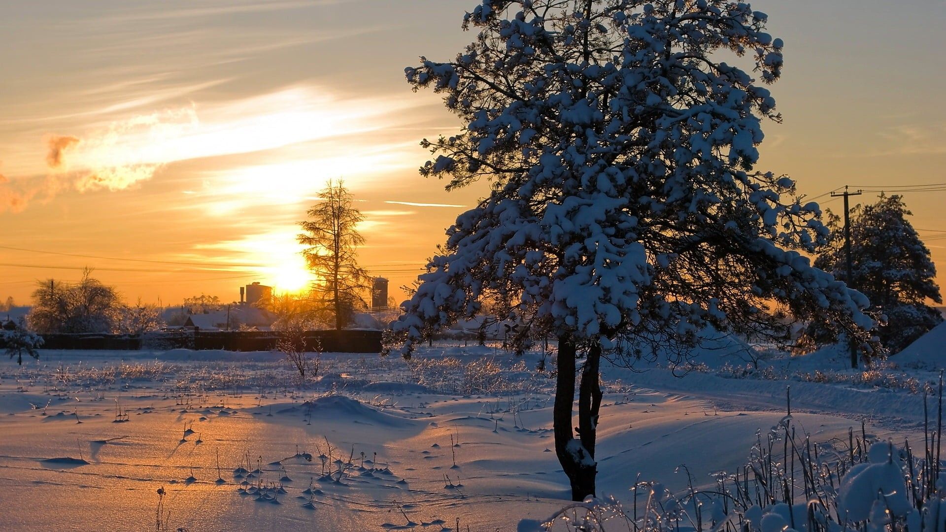 Winter Tree At Sunset HD Wallpaper And Image New