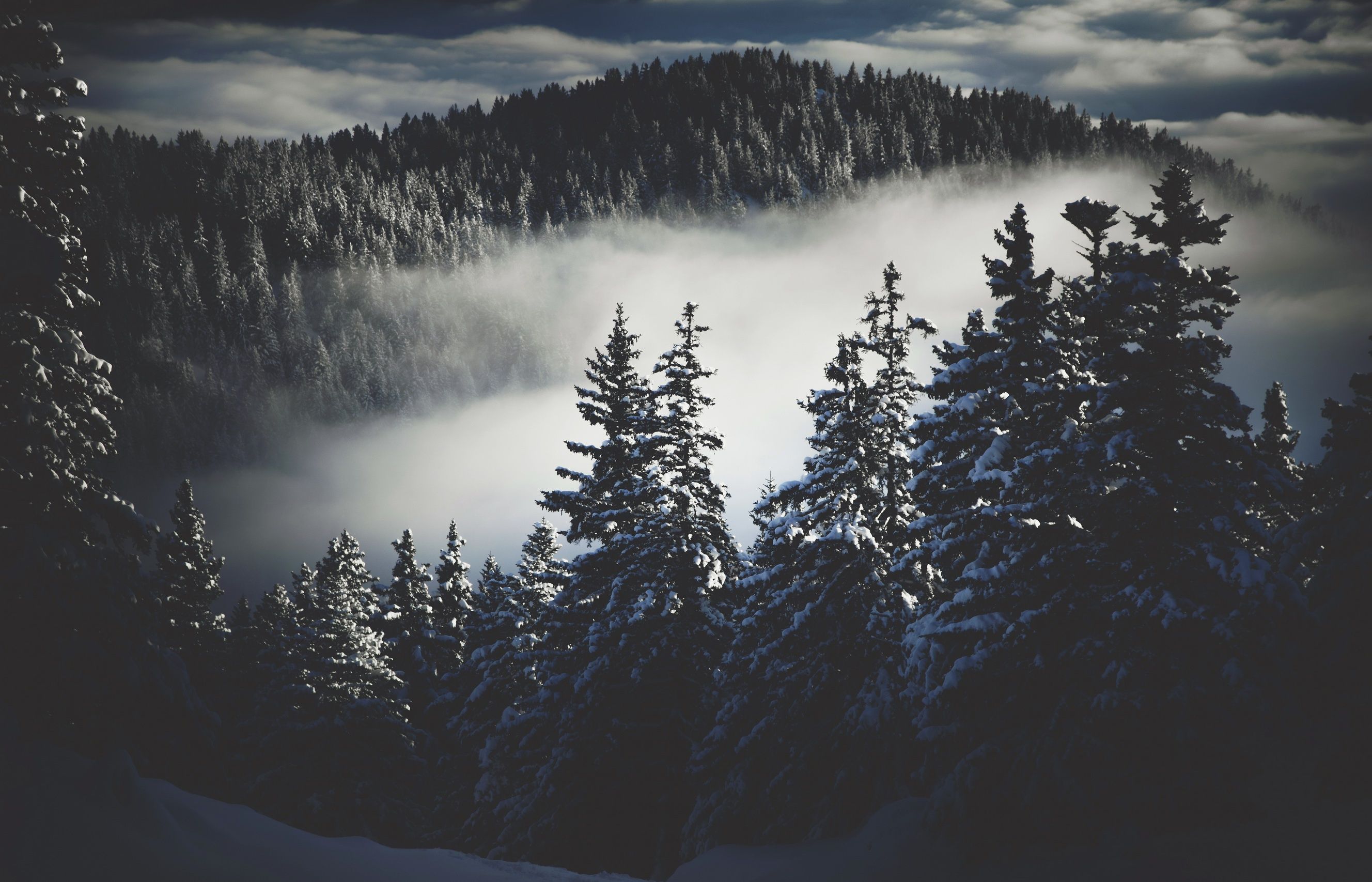 dark snowy forest