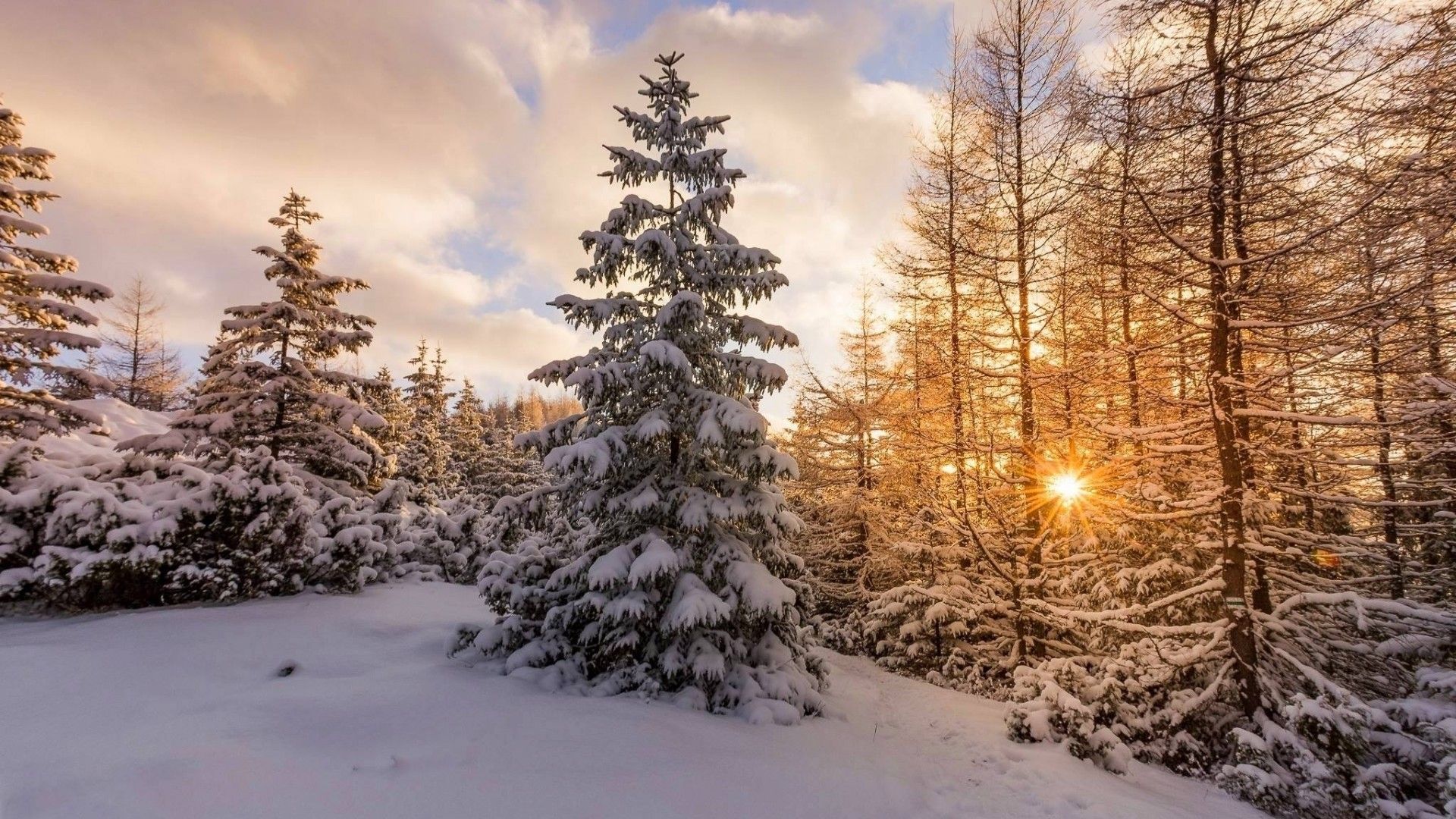 Download 1920x1080 Snow, Winter, Sunset, Pine Tree Wallpaper for Widescreen