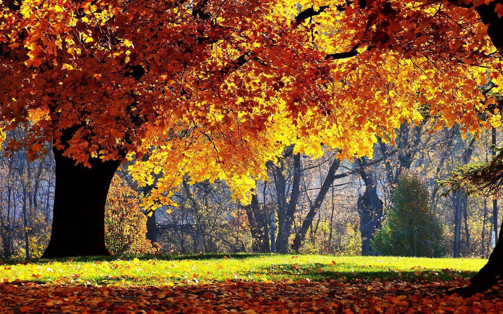 Beautiful Autumn Scenery Wallpaper Of Nature In Morning Wallpaper & Background Download