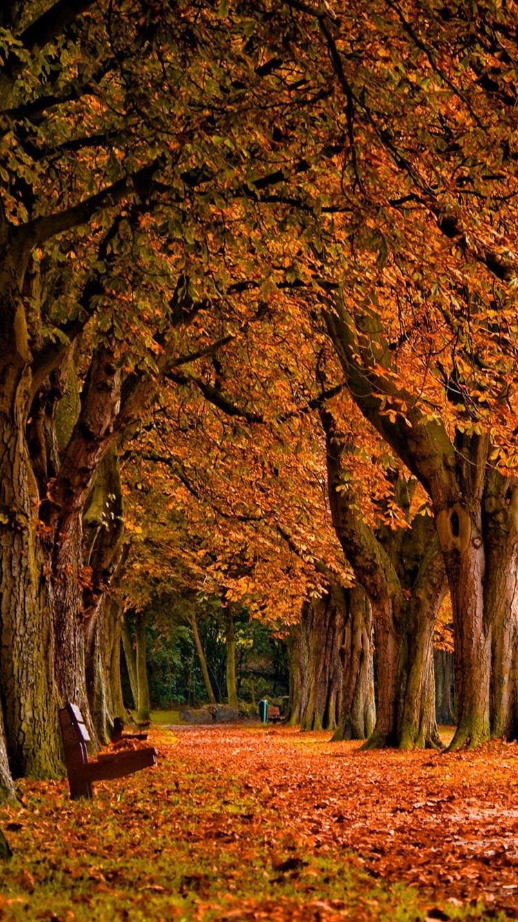 Park, Trees, Red Leaves, Bench, Autumn Scenery 750x1334 IPhone 8 7 6 6S Wallpaper, Background, Picture, Image