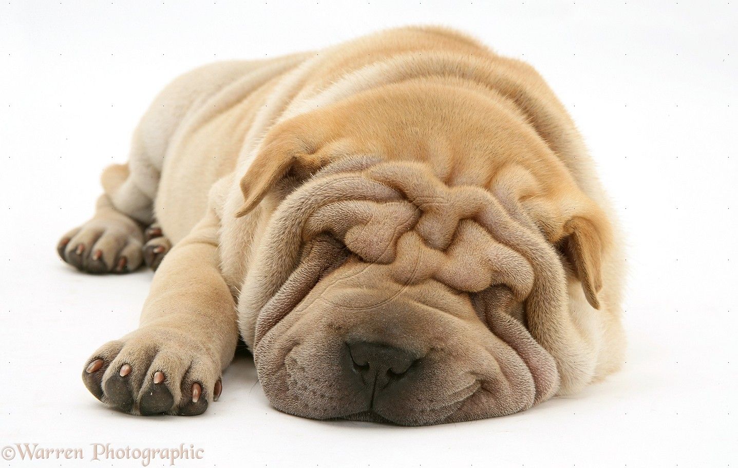 Shar Pei Wallpaper