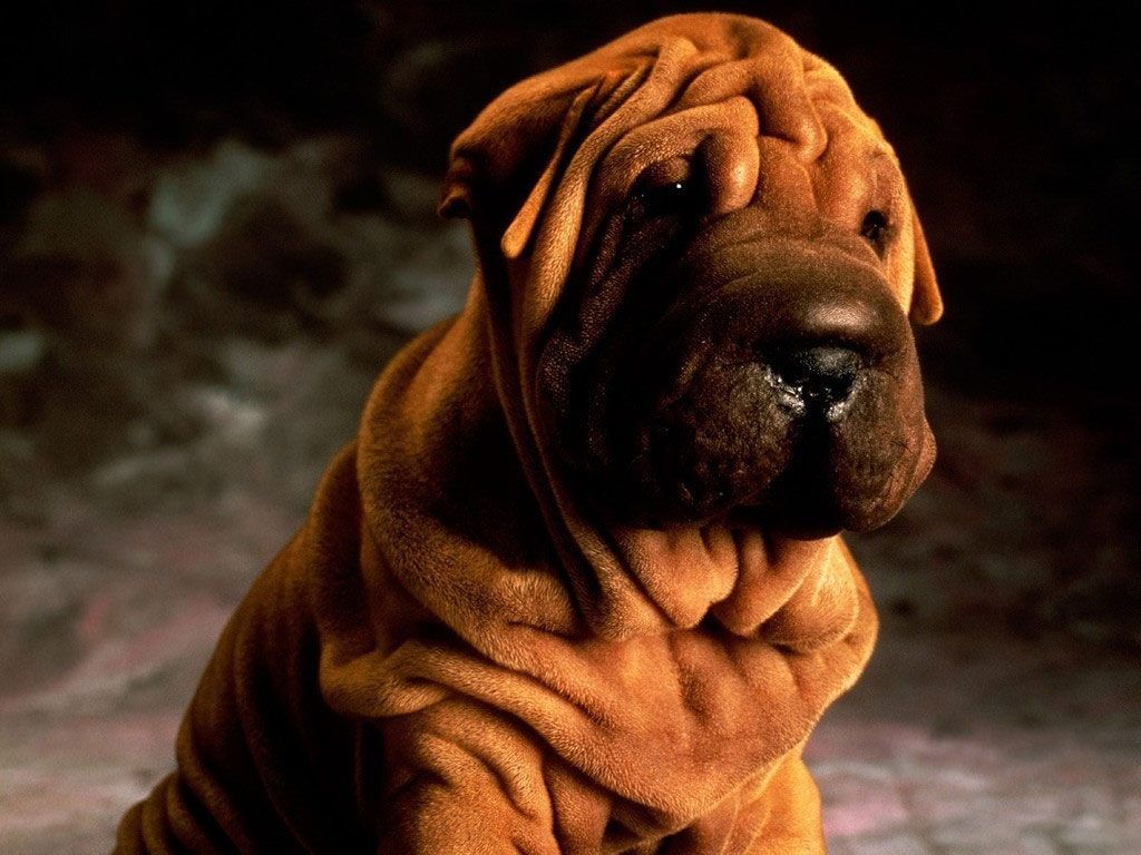 Desktop Wallpaper · Gallery · Animals · Shar Pei. Free Background 1024x768. Shar pei dog puppies, Shar pei dog, Wrinkly dog