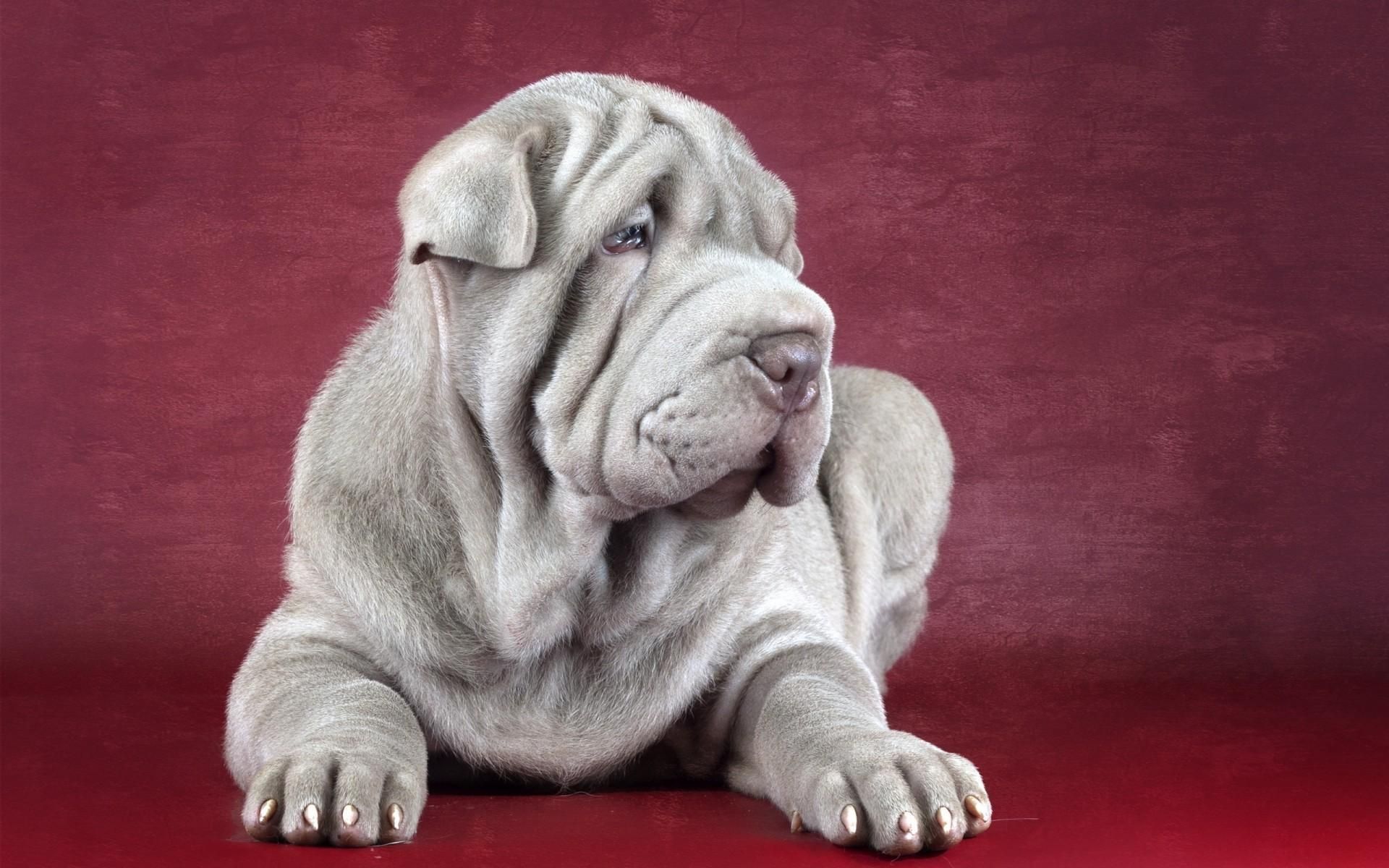 beautiful blue lilac sharpei. Shar pei dog, Shar pei, Dog wallpaper