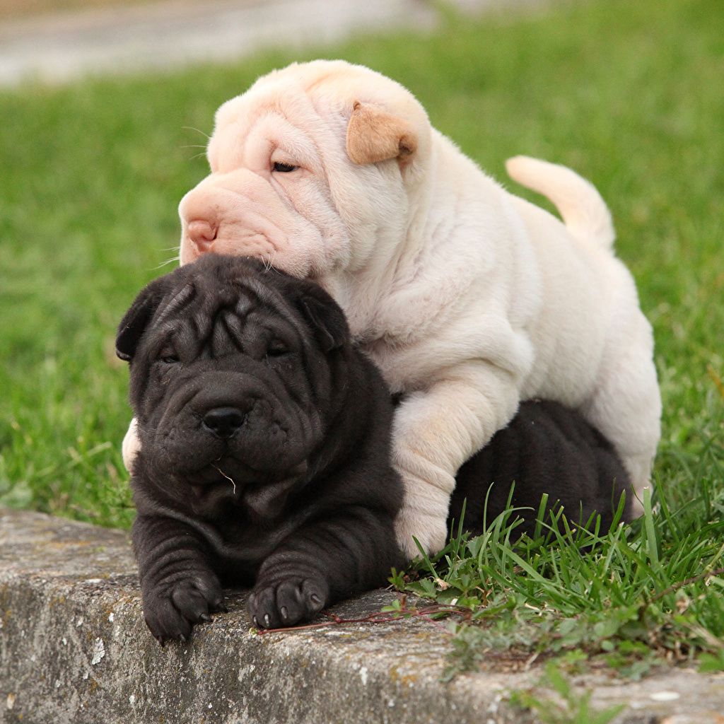 Shar Pei Dog Wallpapers - Wallpaper Cave