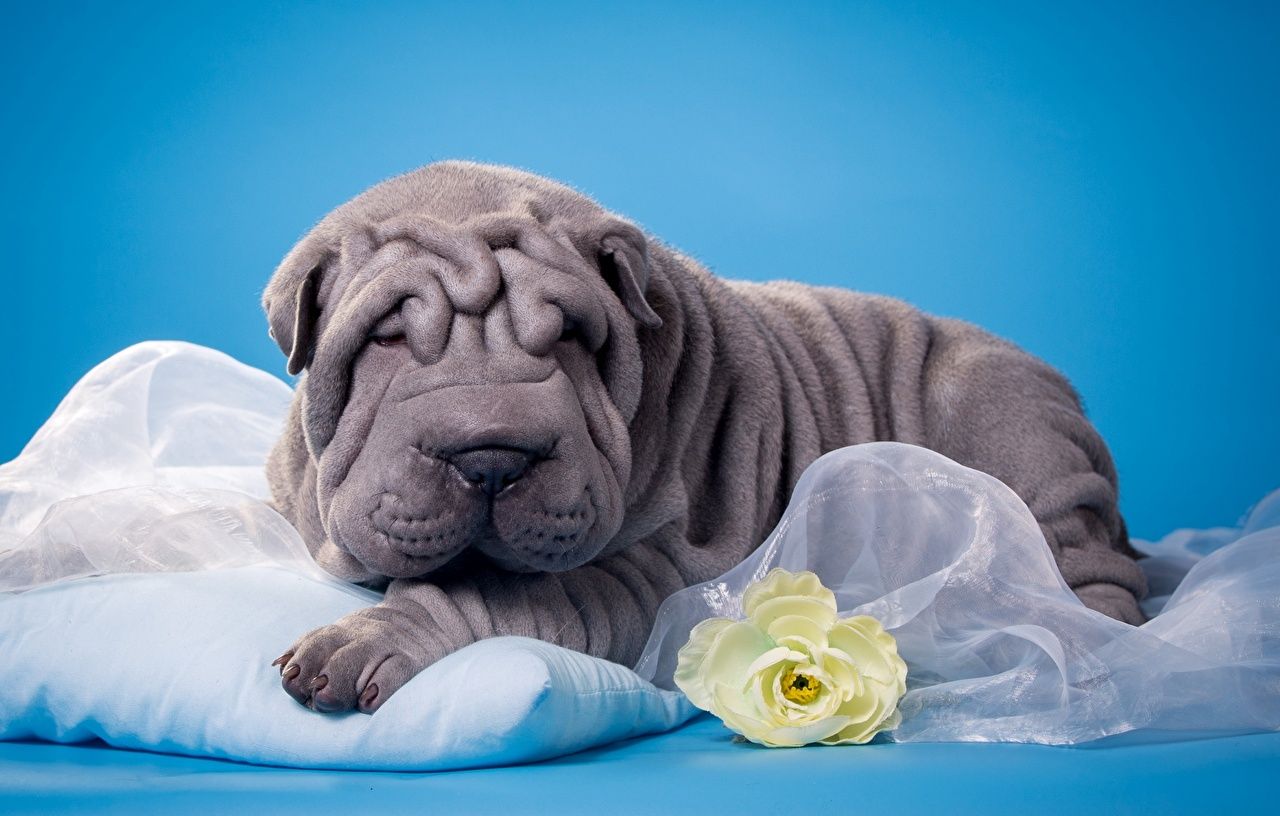 290+ Boxer Shar Pei Stock Photos, Pictures & Royalty-Free Images - iStock