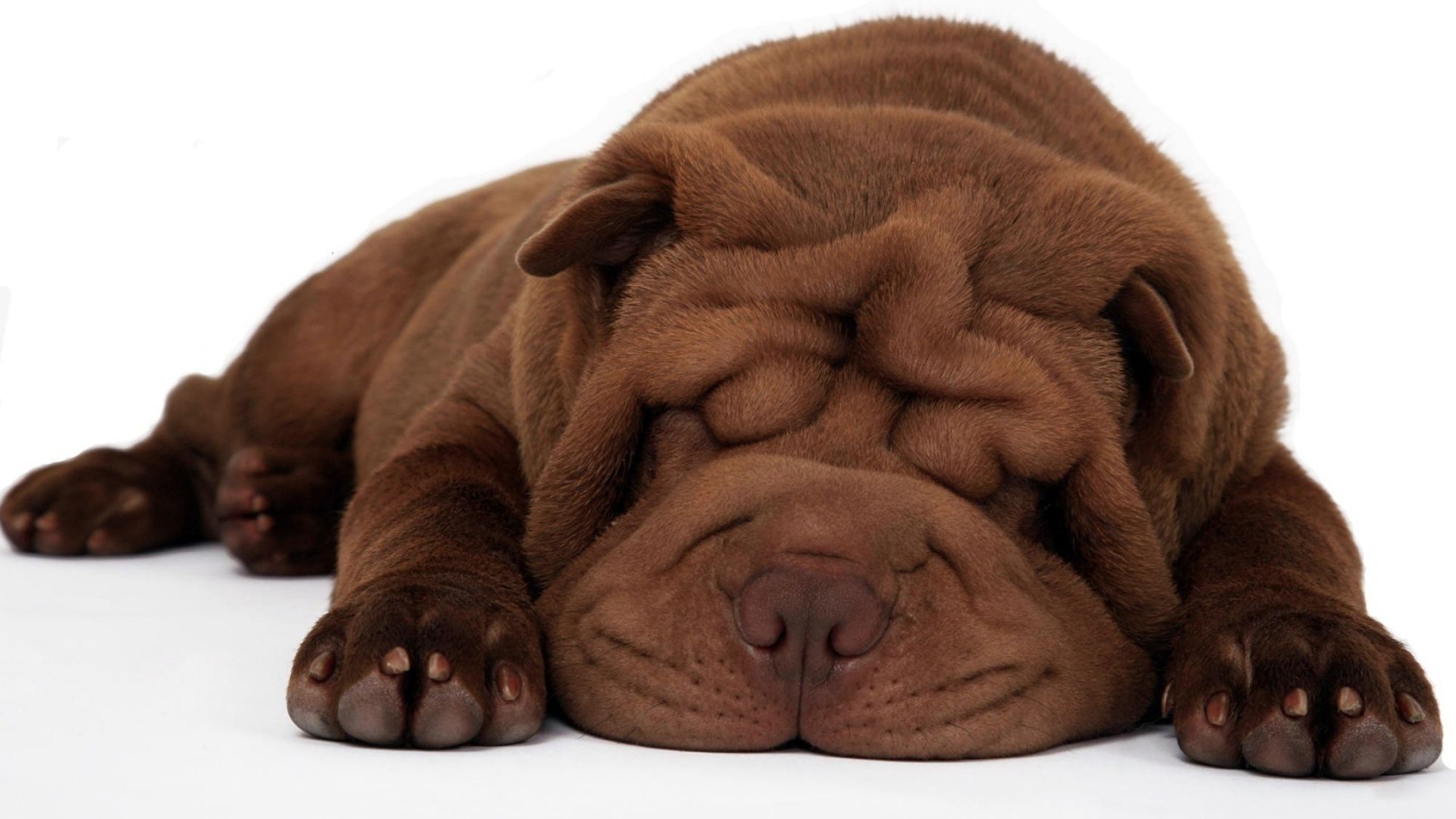 Download Wallpaper 1920x1080 shar pei, puppy, dream, color, folds Full HD 1080p HD Background