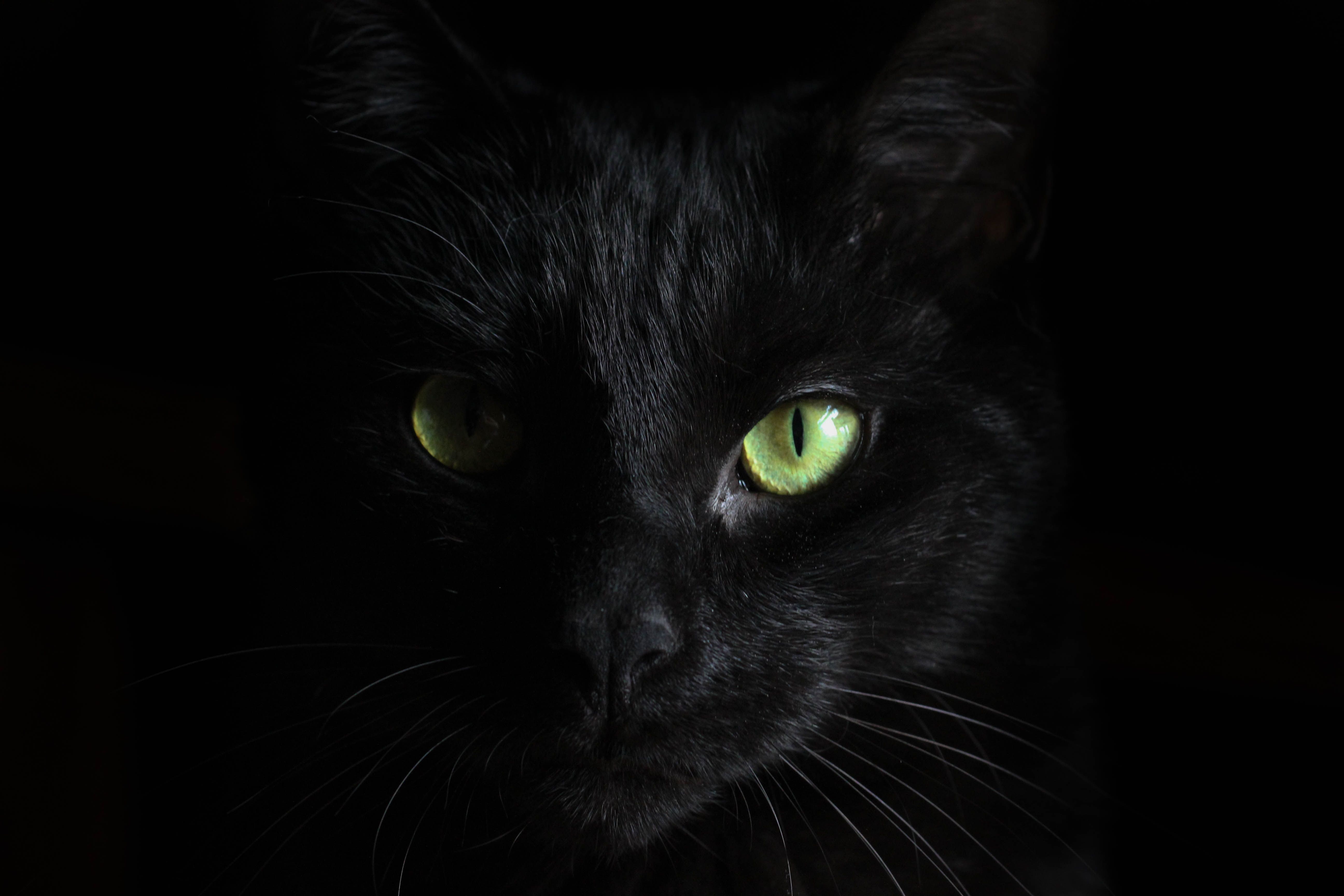 Black Cat Green Eyes, HD Animals, 4k Wallpaper, Image, Background, Photo and Picture