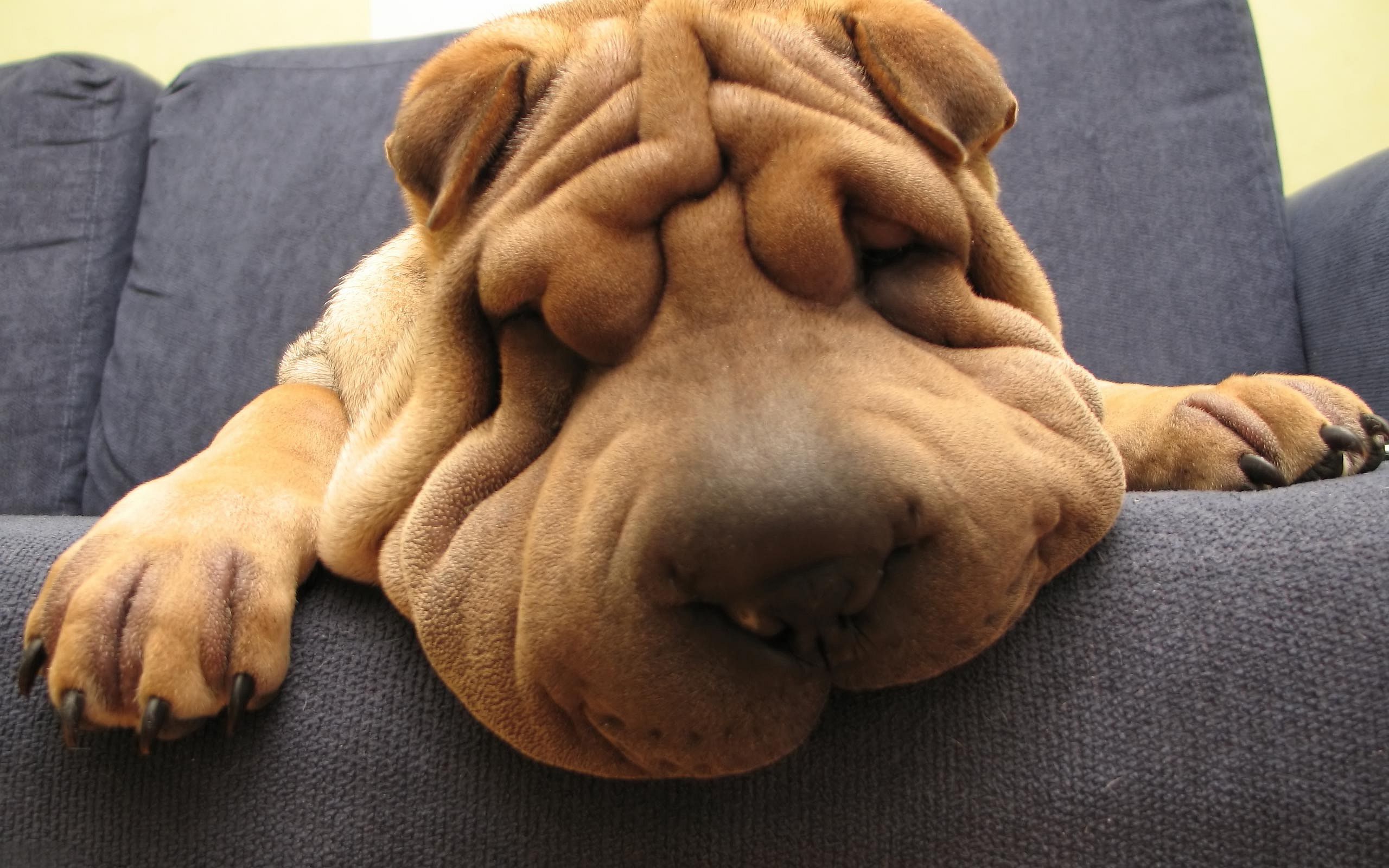Funny Shar Pei Dog Wallpaper. Picture. Sleepy dogs, Shar pei dog, Funny dogs