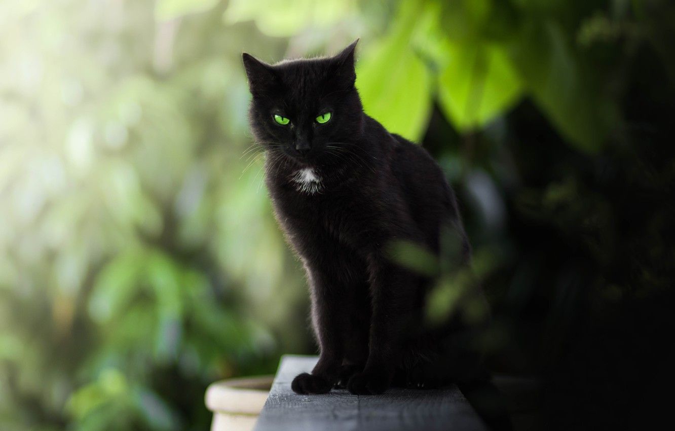 Wallpaper cat, look, green eyes, bokeh, black cat image for desktop, section кошки