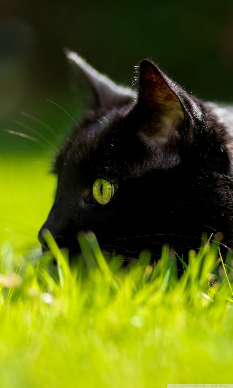 Black Cat With Green Eyes HD