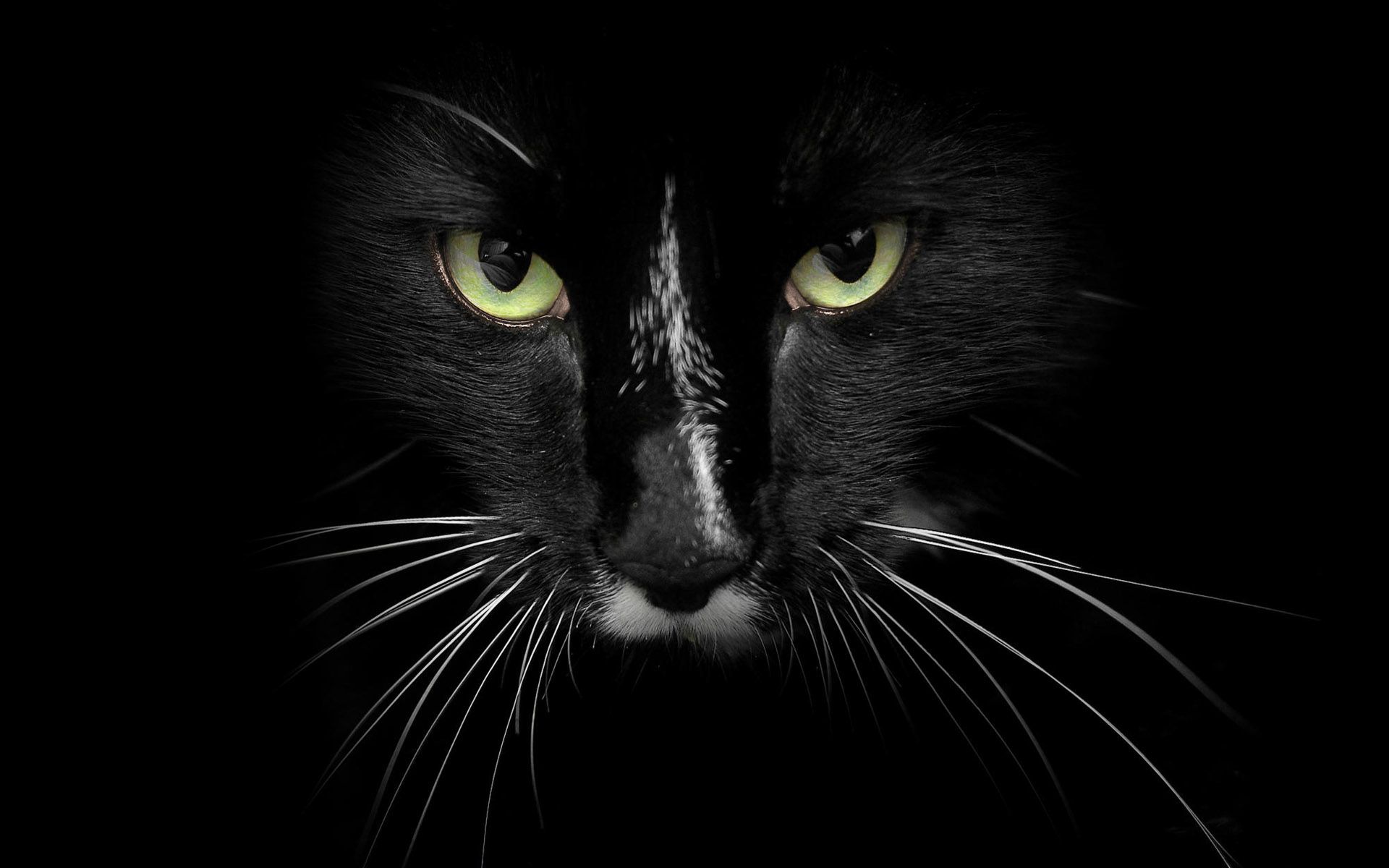Black Cat With Green Eyes Wallpaperx1200