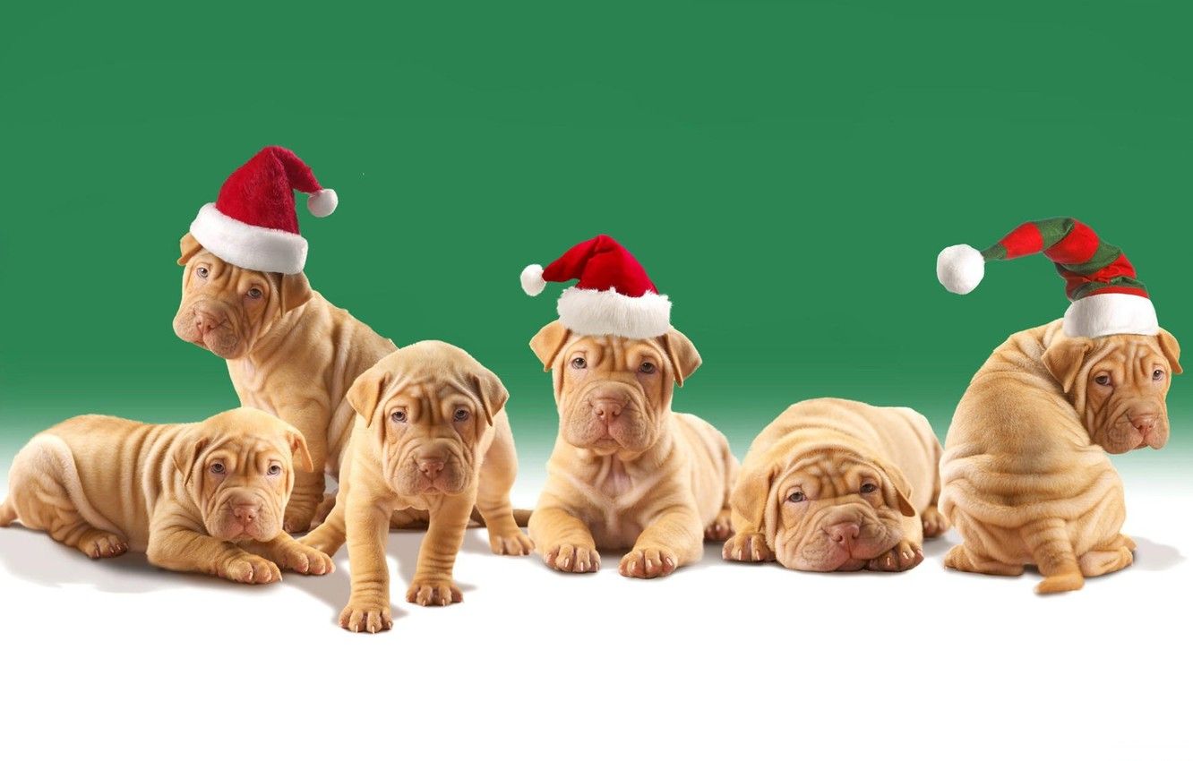 Wallpaper dogs, puppies, Christmas hats, shar pei image for desktop, section собаки