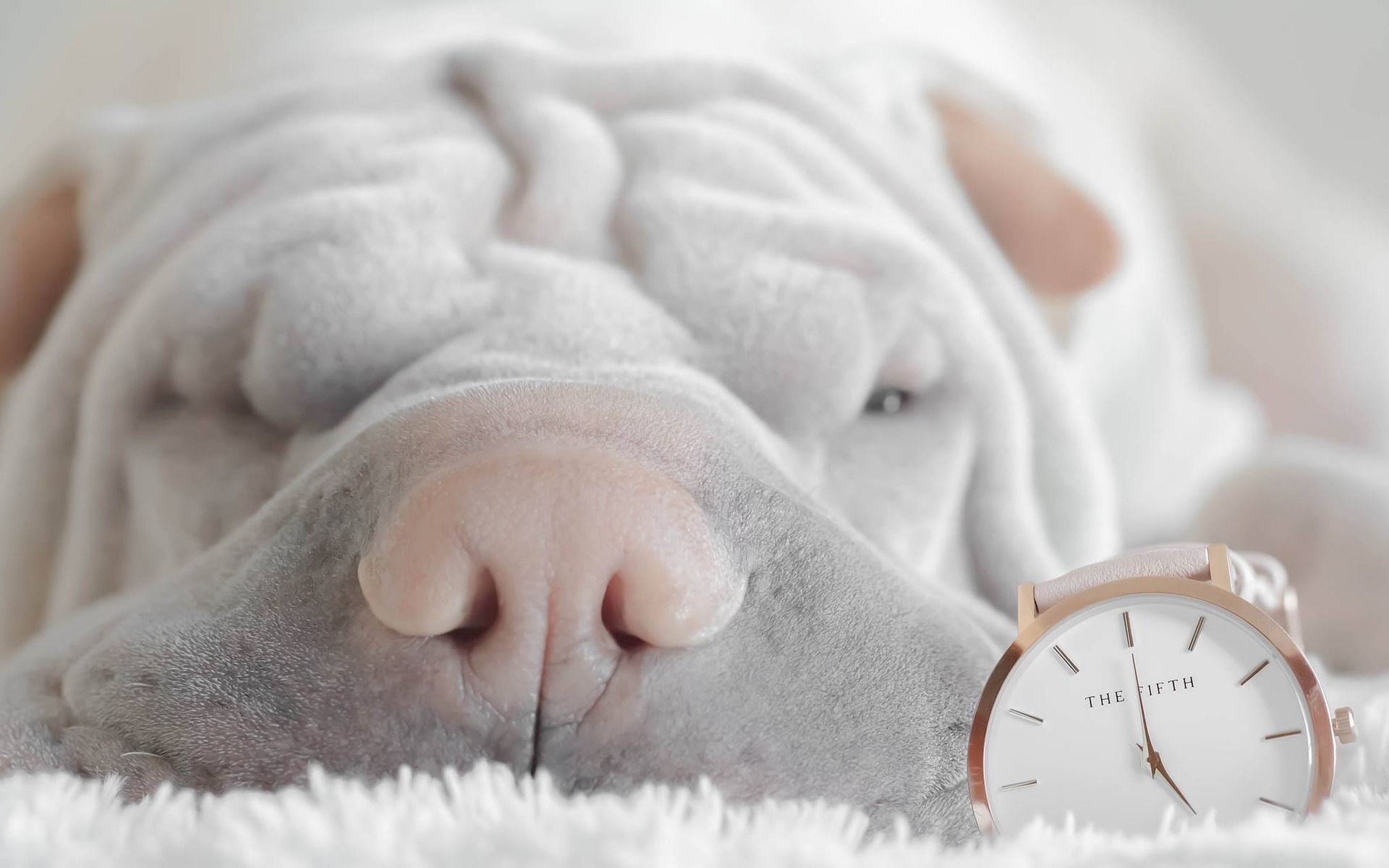 Download Wallpaper Shar Pei, Close Up, Pets, Gray Shar Pei, Puppy, Cute Animals, Dogs, Shar Pei Dog For Desktop With Resolution 1920x1200. High Quality HD Picture Wallpaper