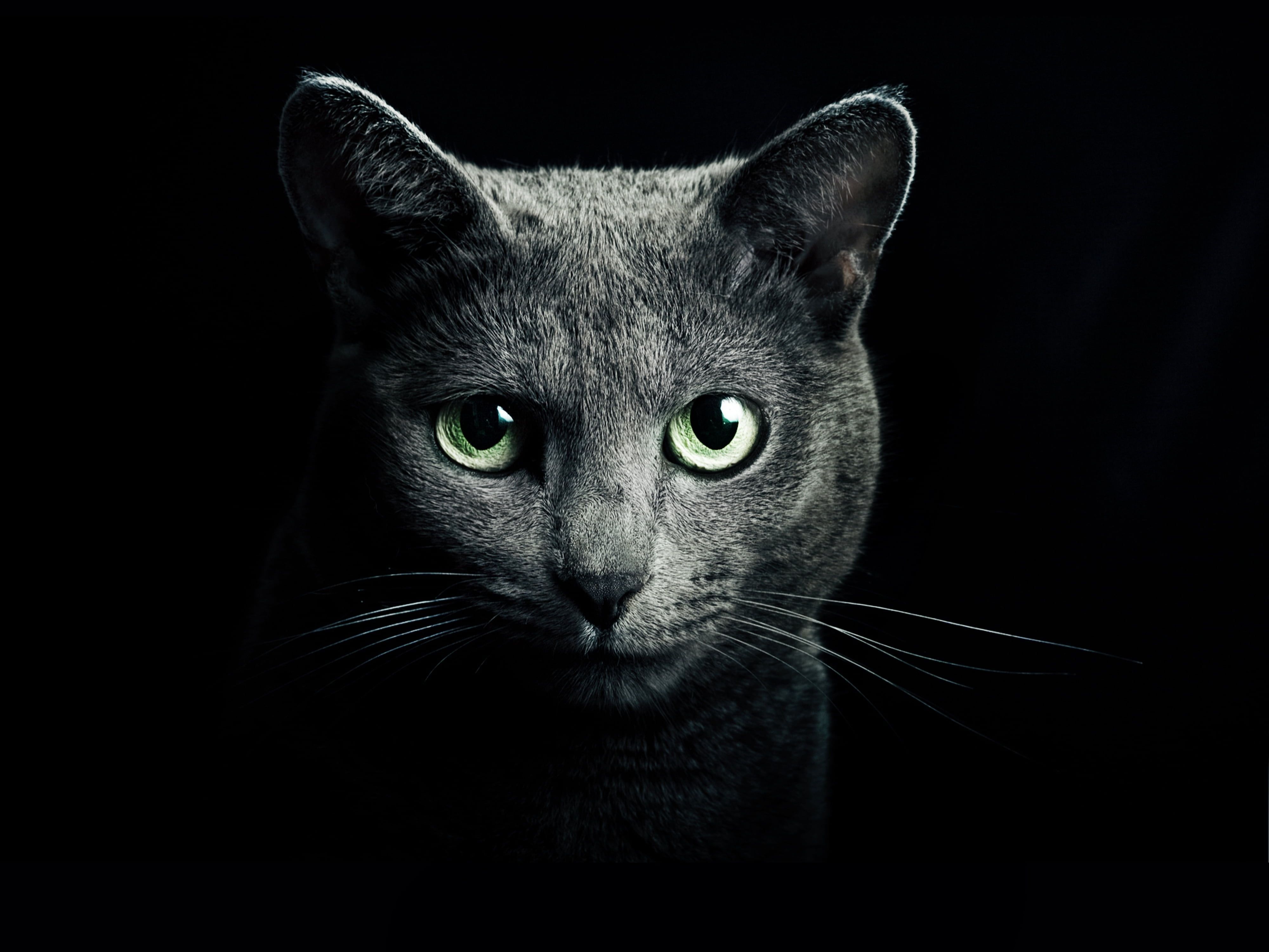 gray cat digital wallpaper #cat #black #breed #russian blue eyes green eyes black background K #wallpaper #hdwallpaper #des. Chats gris, Bleu russe, Chats bleus