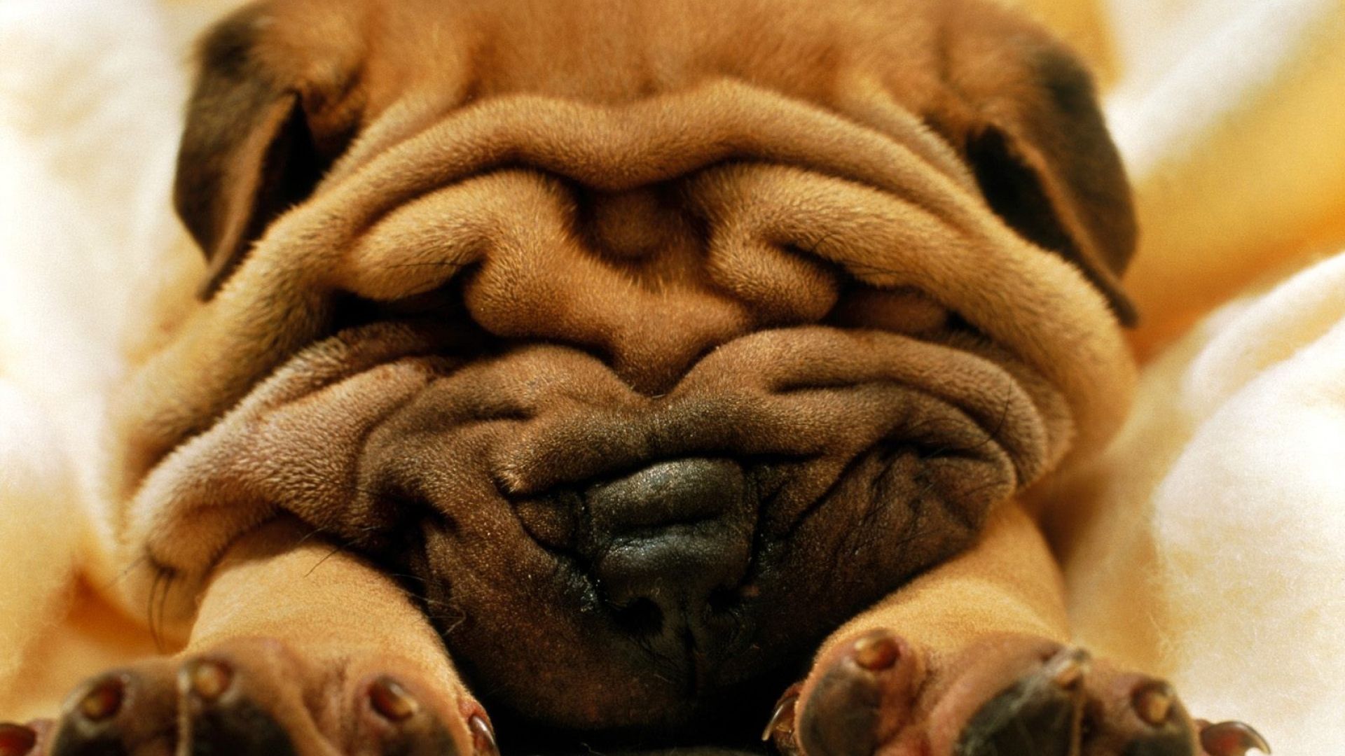 Download Wallpaper 1920x1080 shar pei, puppy, snout, sleep Full HD 1080p HD Background
