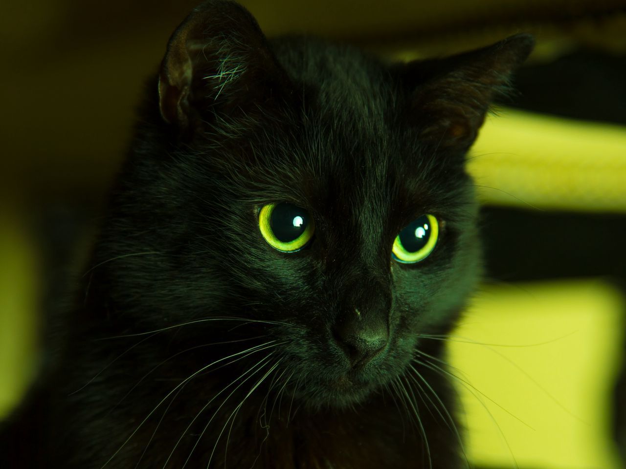 Download wallpaper 1280x960 cat, black, looks, eyes, green standard 4:3 HD background