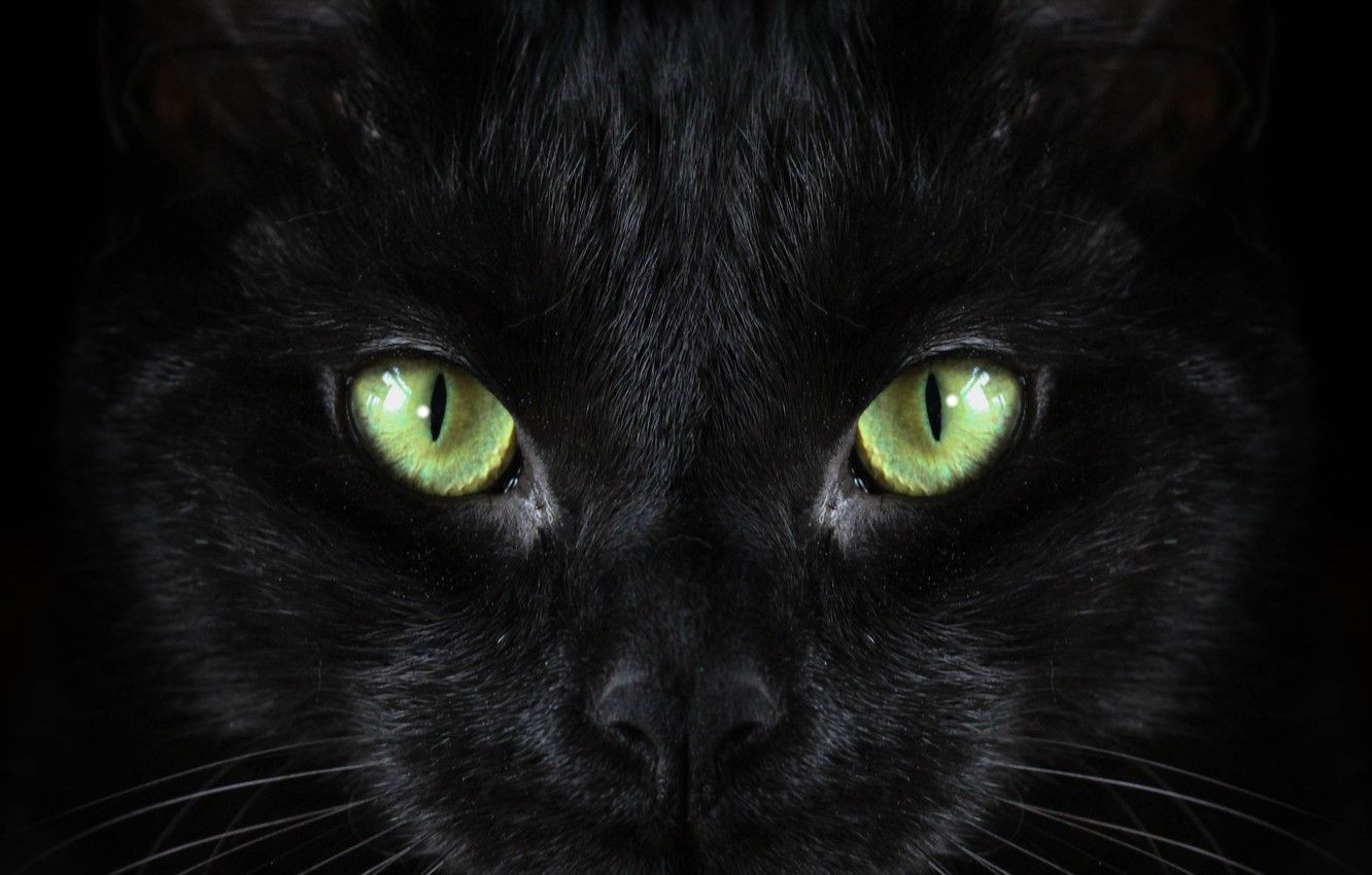 Wallpaper black, cat, Macro, green eyed image for desktop, section кошки