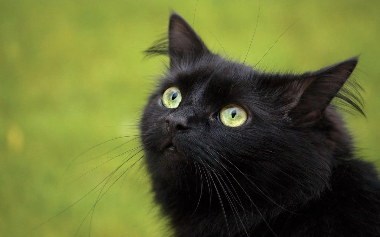 Black Cat With Green Eyes Cute Wallpaper & Background Download