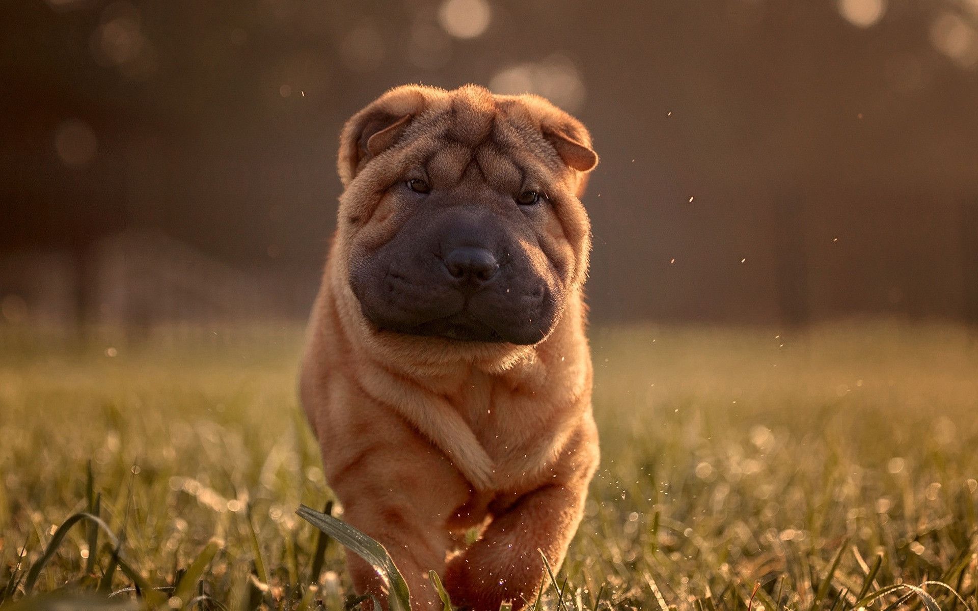 Shar Pei Dog Wallpapers - Wallpaper Cave