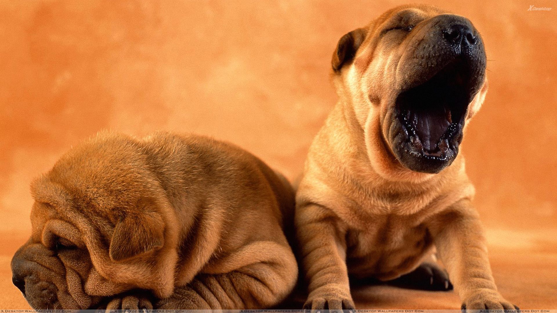 Shar Pei Puppies HD Wallpaper