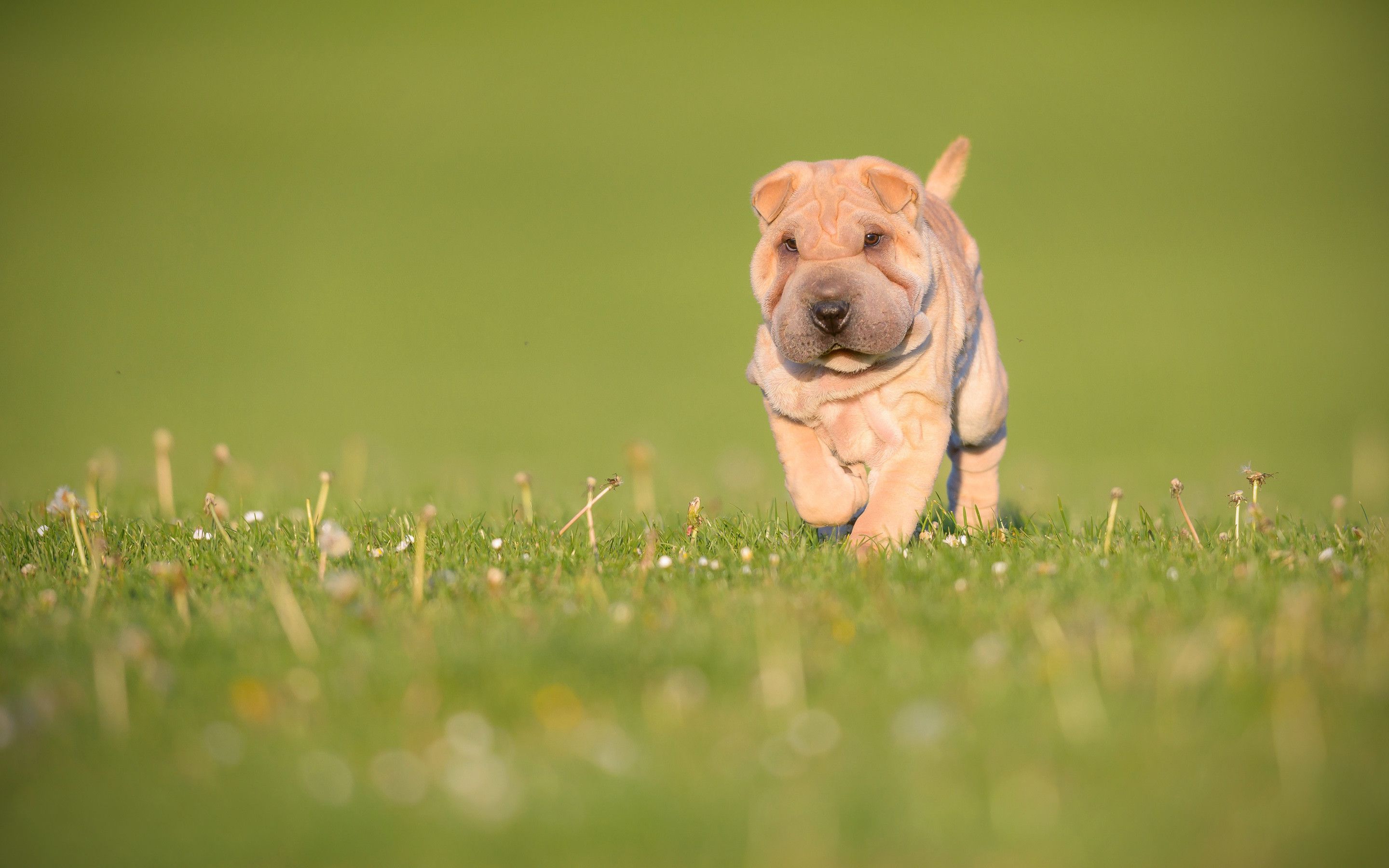 Shar Pei Dog Wallpaper 55 Best Free Shar Pei Dog HD Wallpaper For Android. Shar pei dog, Dog wallpaper, Dogs