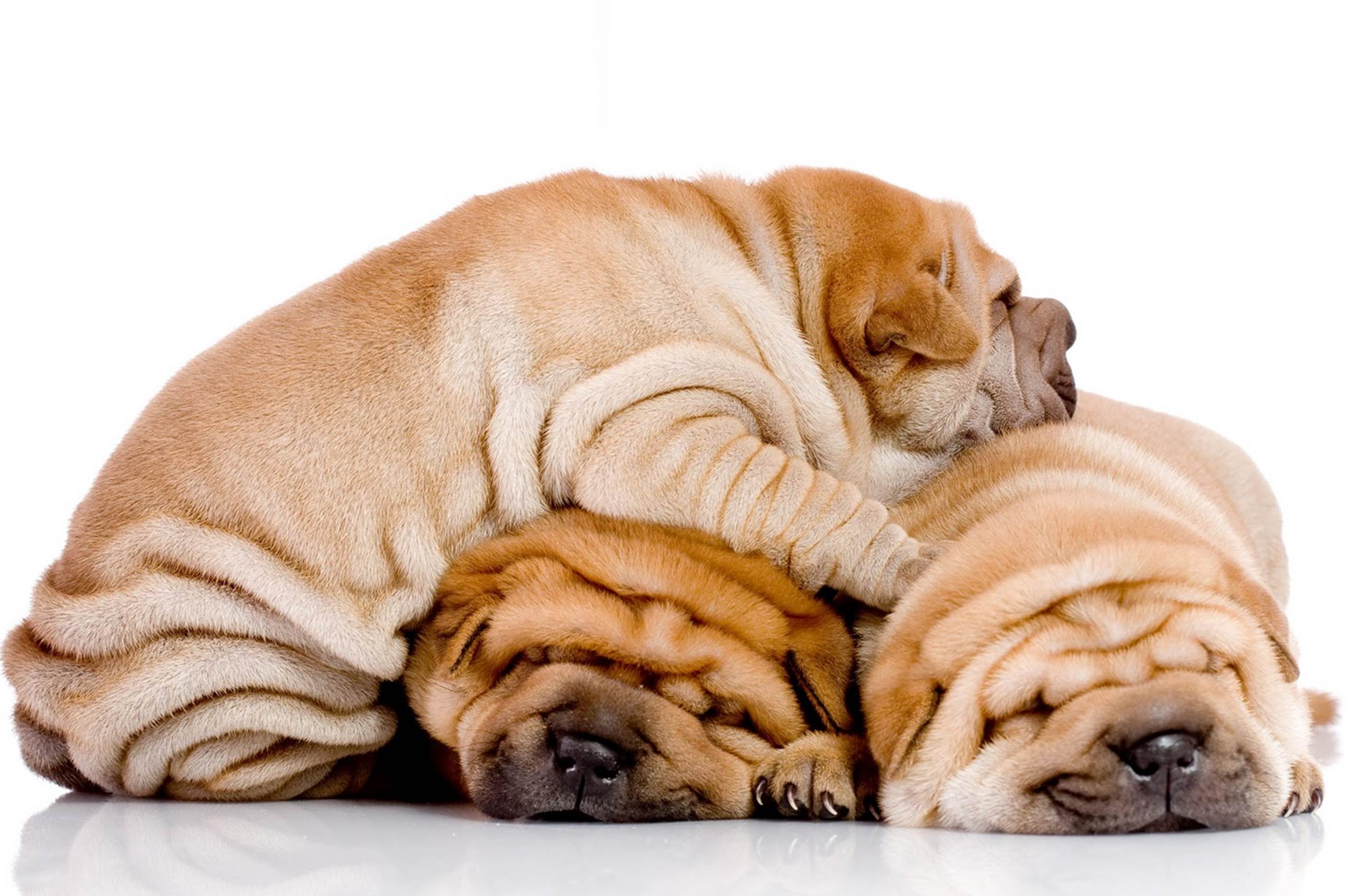Funny Shar Pei Dog Wallpaper
