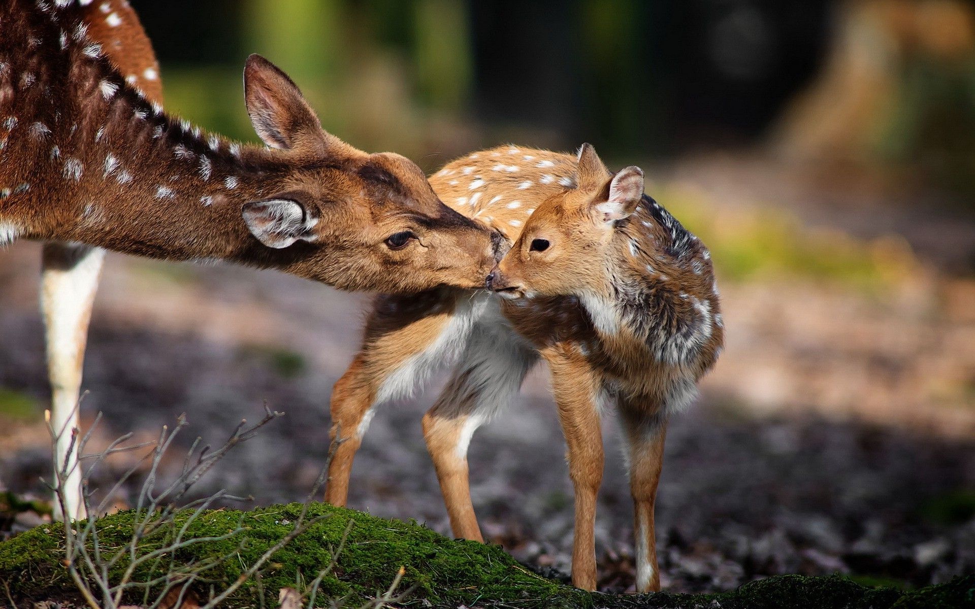 Nature Animals Deer Baby Animals Wallpaper HD Desktop Animal Wallpaper HD HD Wallpaper