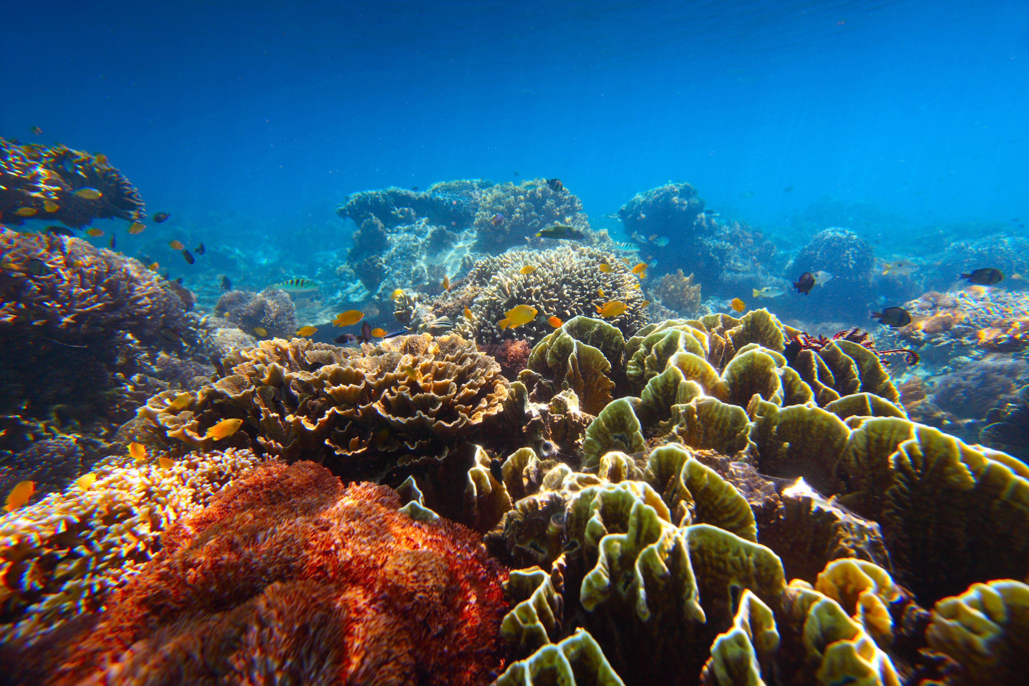 Lobo Batangas Marine Biodiversity HD Wallpaper