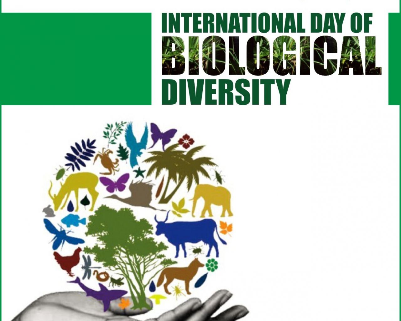 Free download Biodiversity starts in the distant past and it points toward the [1319x1319] for your Desktop, Mobile & Tablet. Explore International Day For Biological Diversity Wallpaper