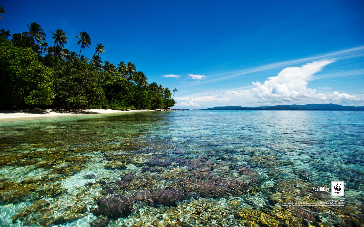 Solomon Islands Biodiversity HD Wallpaper