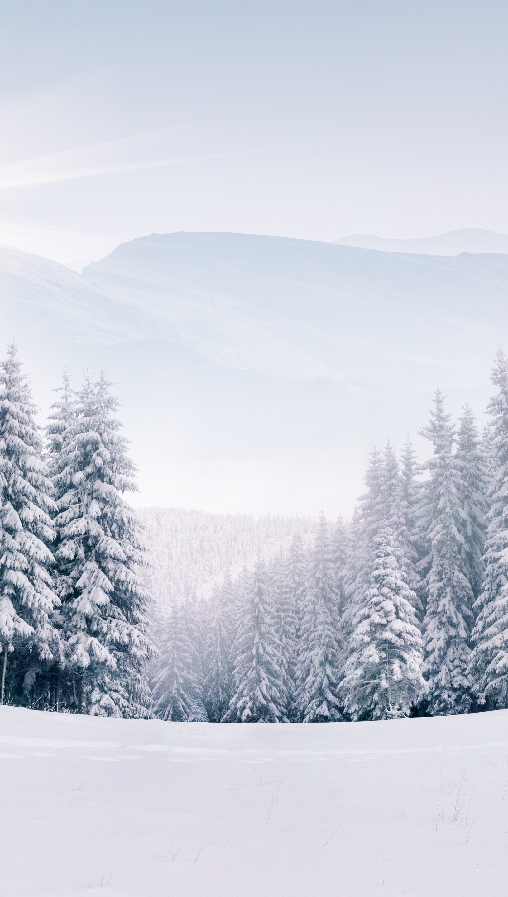 Pine trees in snowy forest in winter Wallpaper 5k Ultra HD
