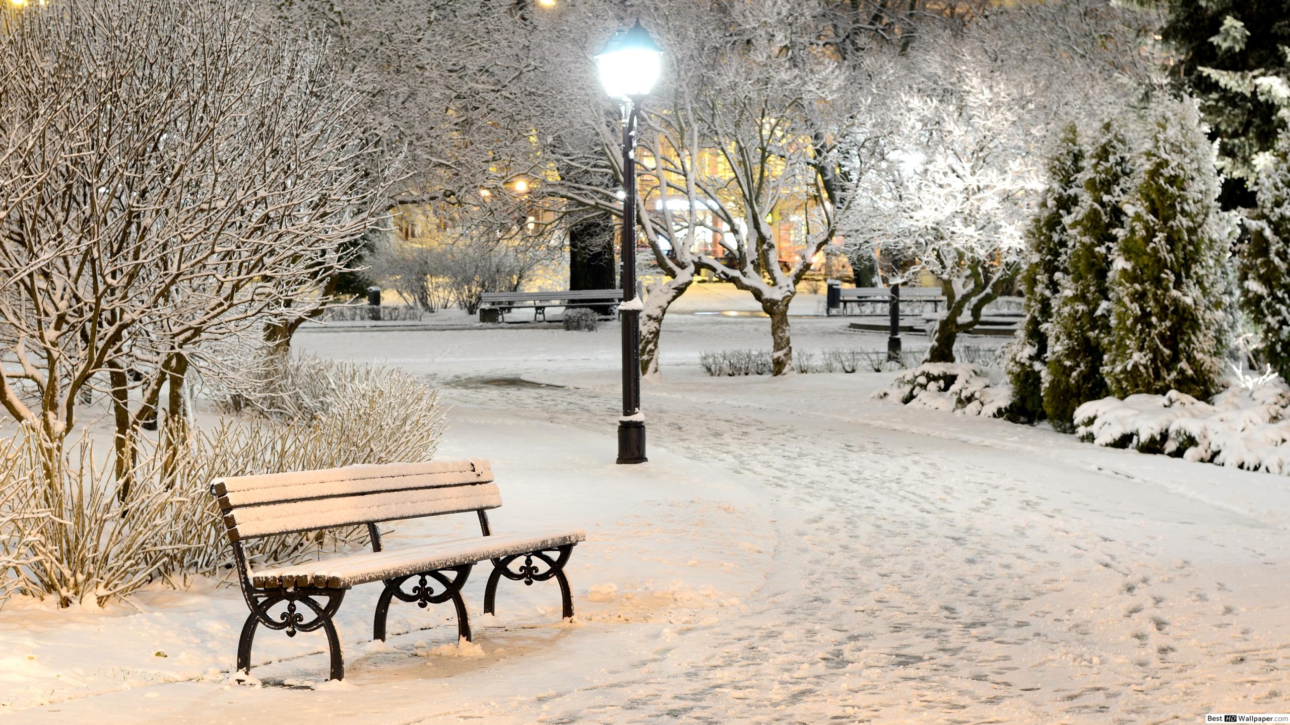 Bench in a winter night park HD wallpaper download