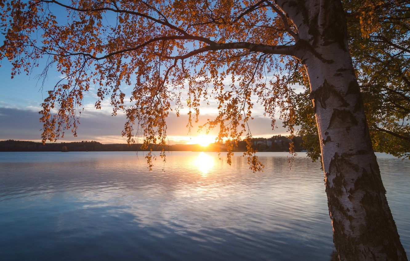 Wallpaper autumn, sunset, branches, lake, tree, birch, Finland, Finland, Lake Saimaa, Southern Savonia, lake Saimaa, South Savo image for desktop, section пейзажи