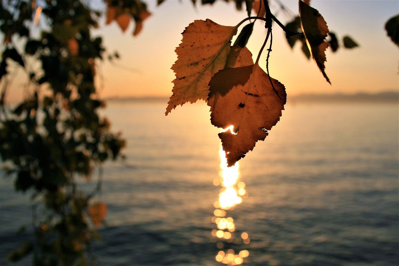 Download free photo of Sunrise, para, autumn, foliage, lake