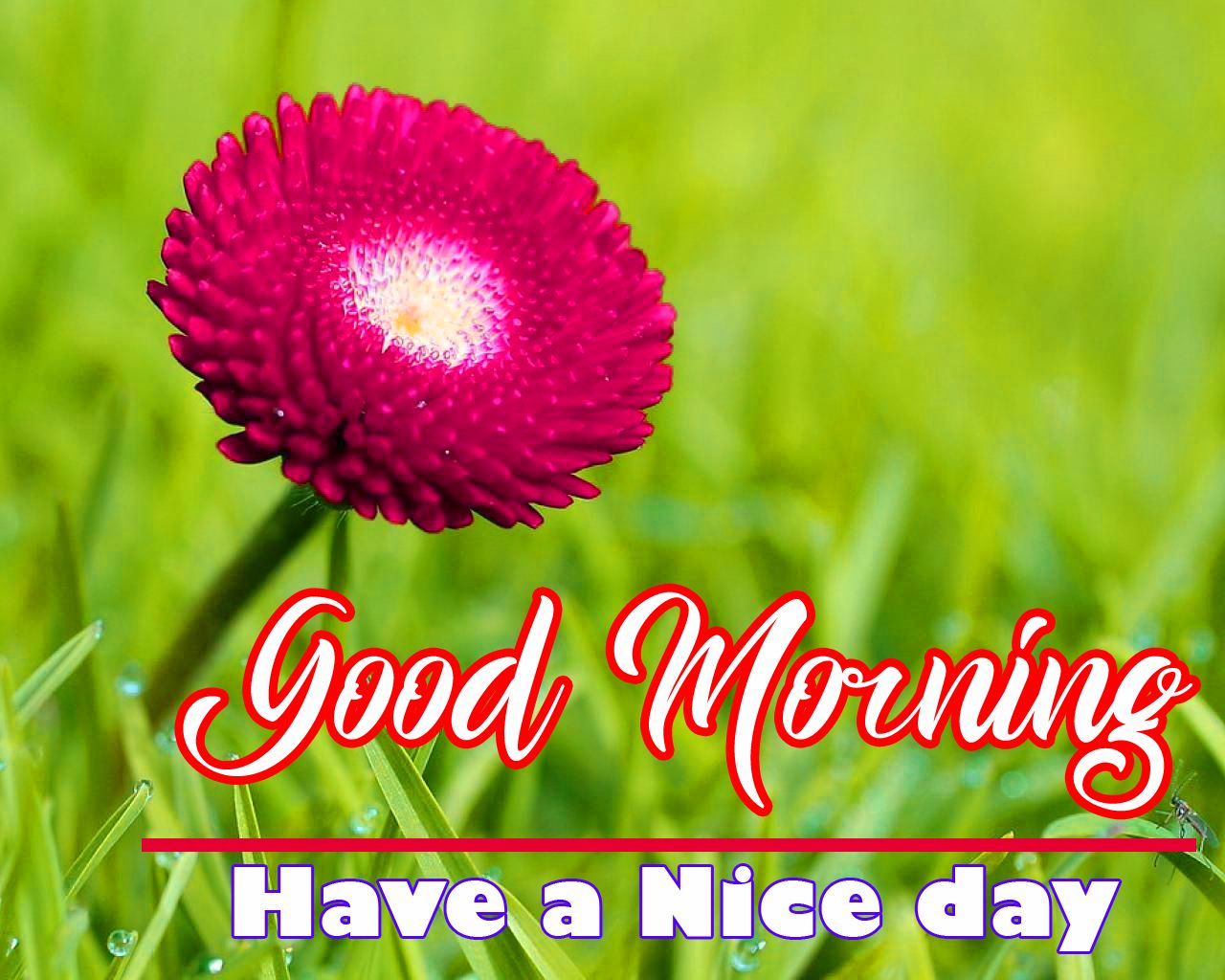 Flower Good Morning Image Pics HD Download