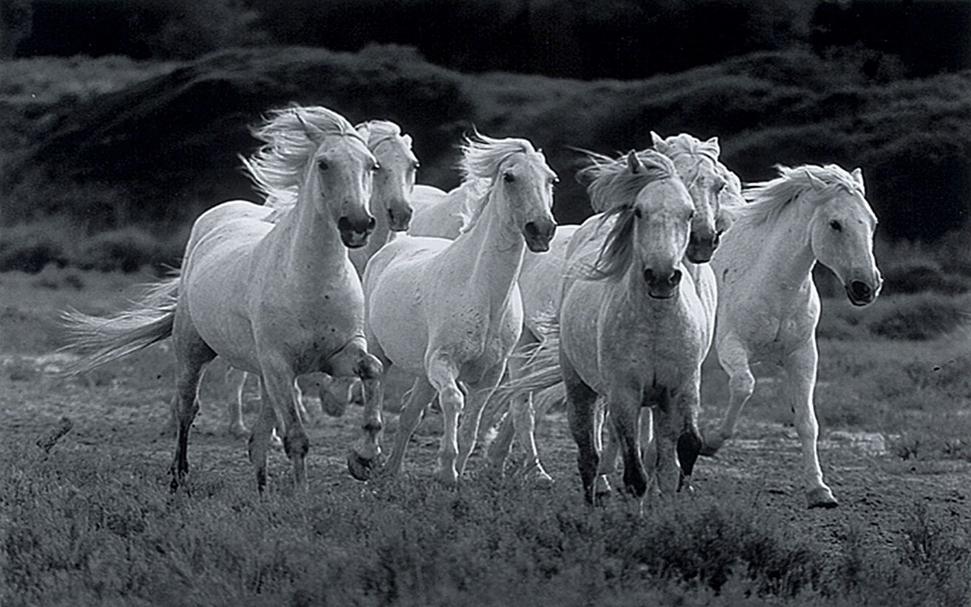 All The Pretty Horses Movie Wallpaper 894927 Running White Horses Wallpaper & Background Download
