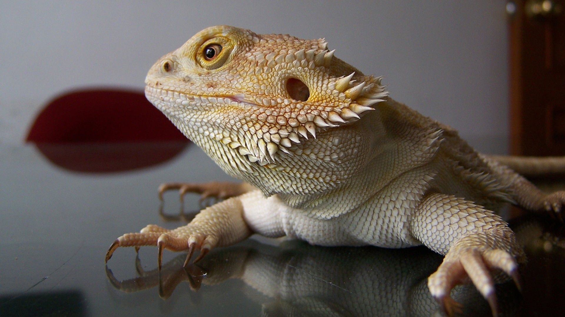 Bearded Dragon Wallpaper